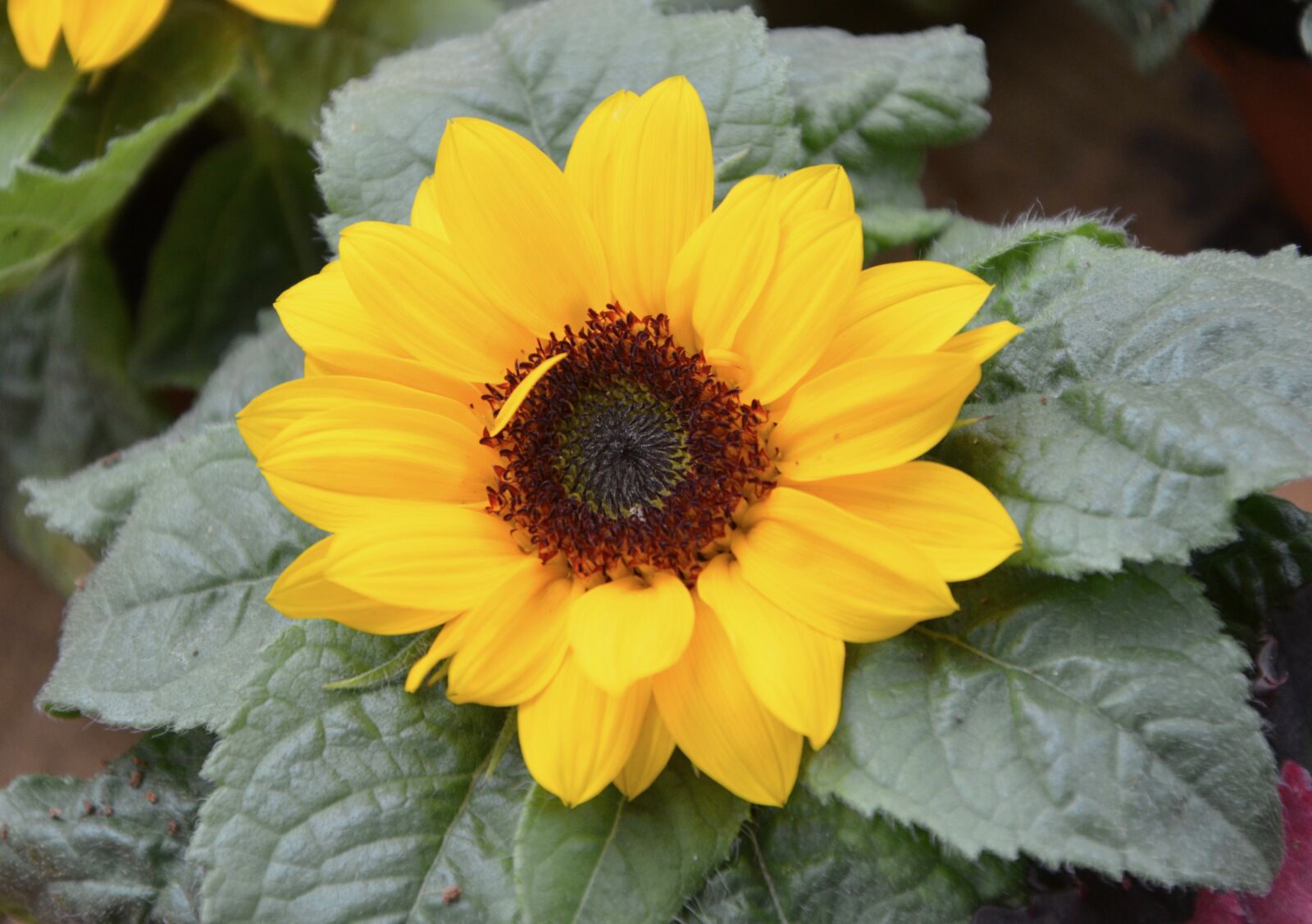 Nikon D5200 sample photo. Flower, yellow flower h photography