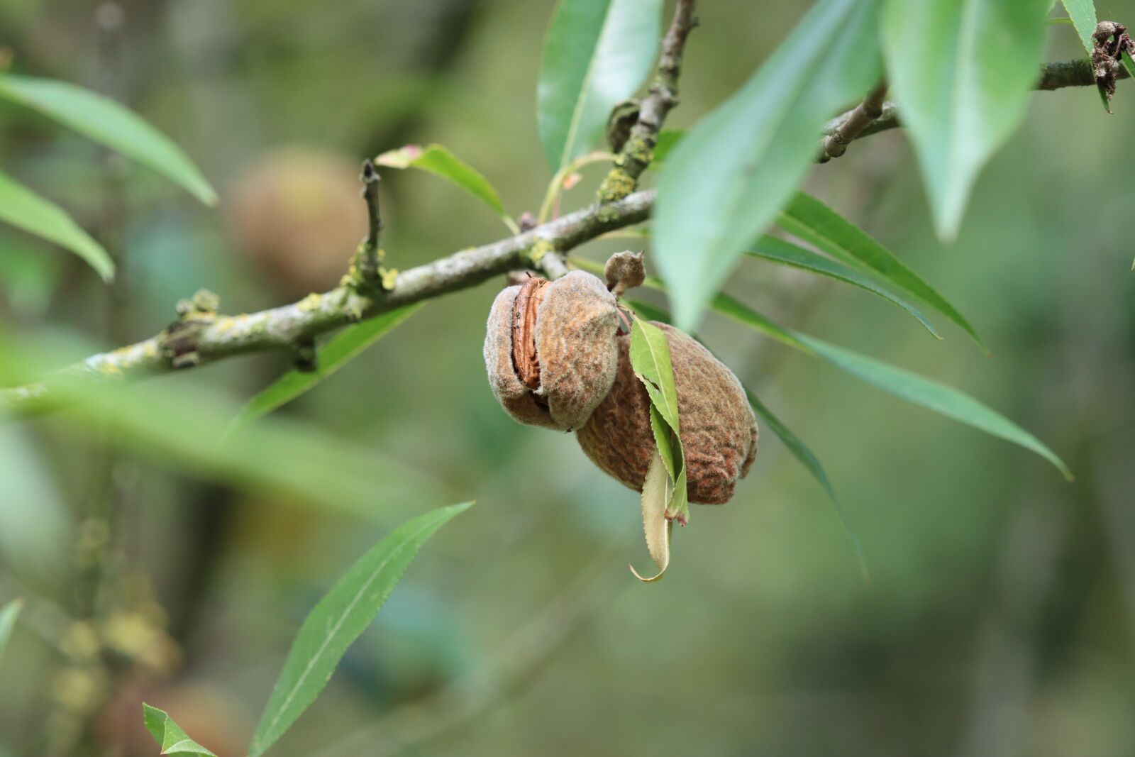 Canon EF 180mm F3.5L Macro USM sample photo. Almonds, fruit, dry fruit photography