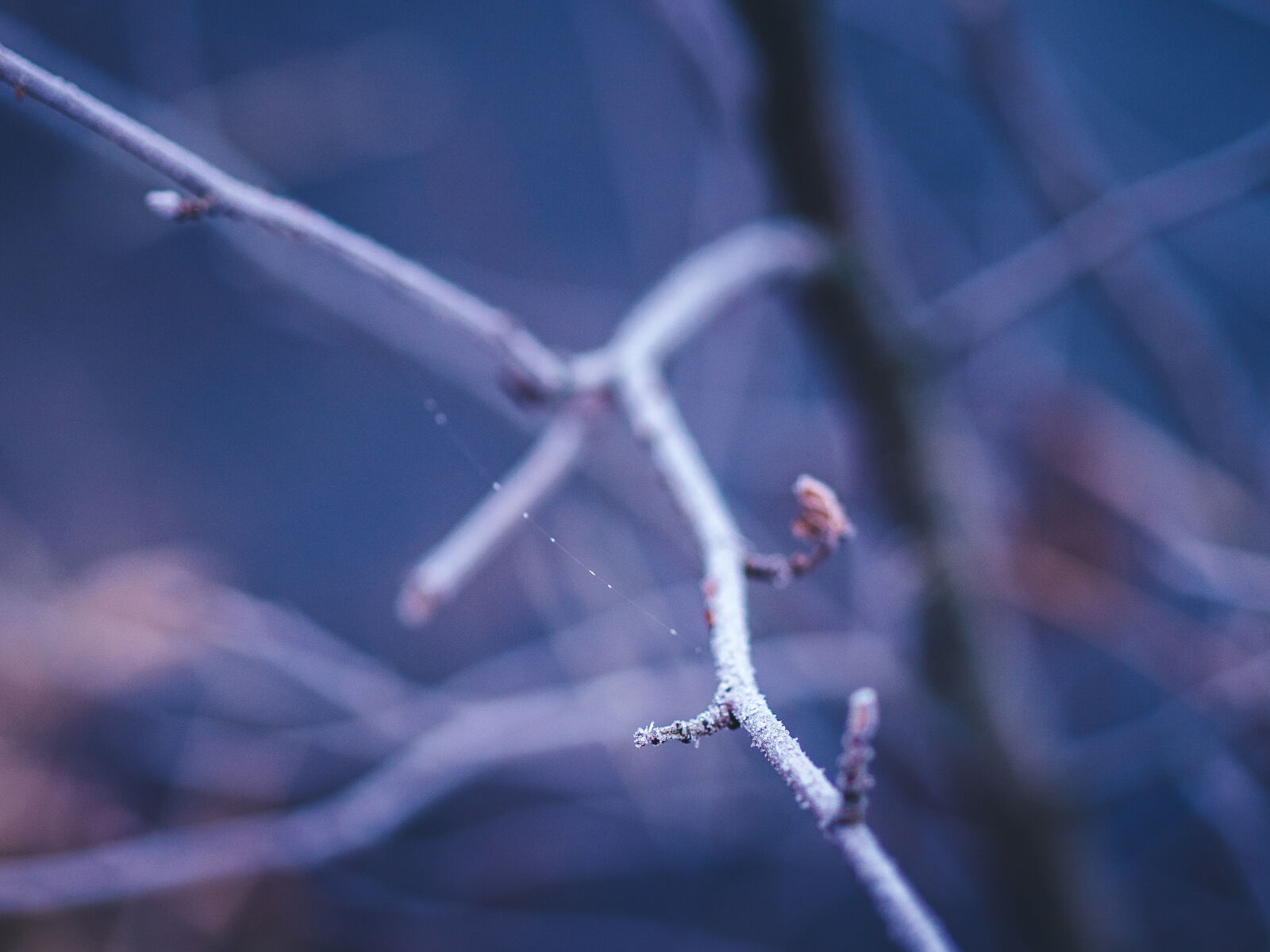 Olympus OM-D E-M5 sample photo. Branch, bush, chilly, cold photography