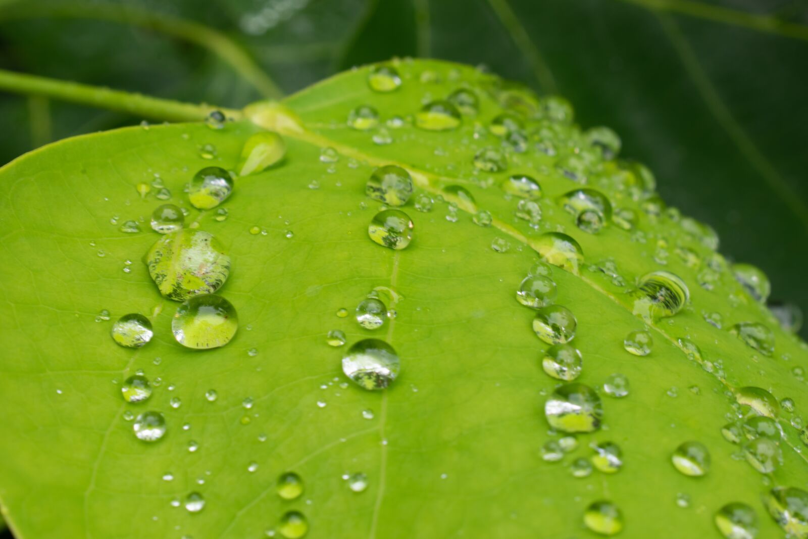 Nikon D5300 sample photo. Raindrop, drop of water photography