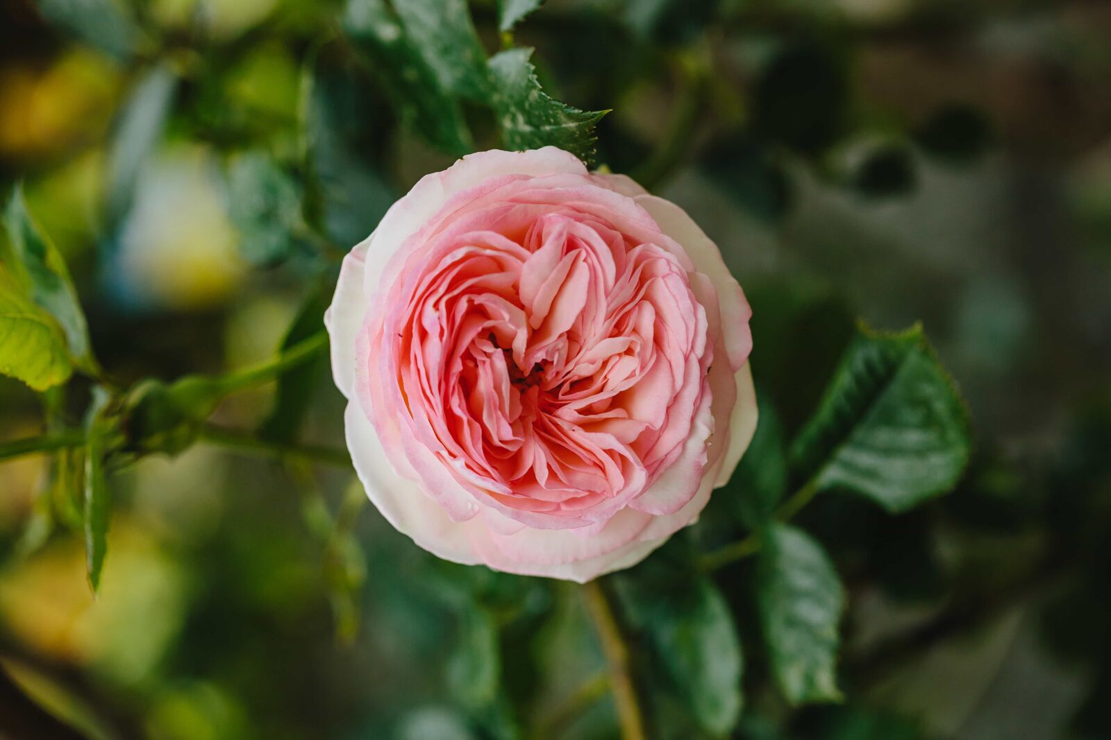 Canon EF 100mm F2.8 Macro USM sample photo. Details, pink, rose, single photography