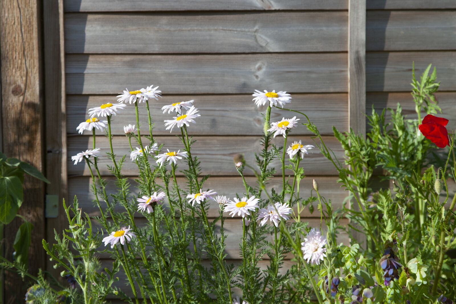 Canon EOS 5D Mark II sample photo. Daisy, fence, garden photography