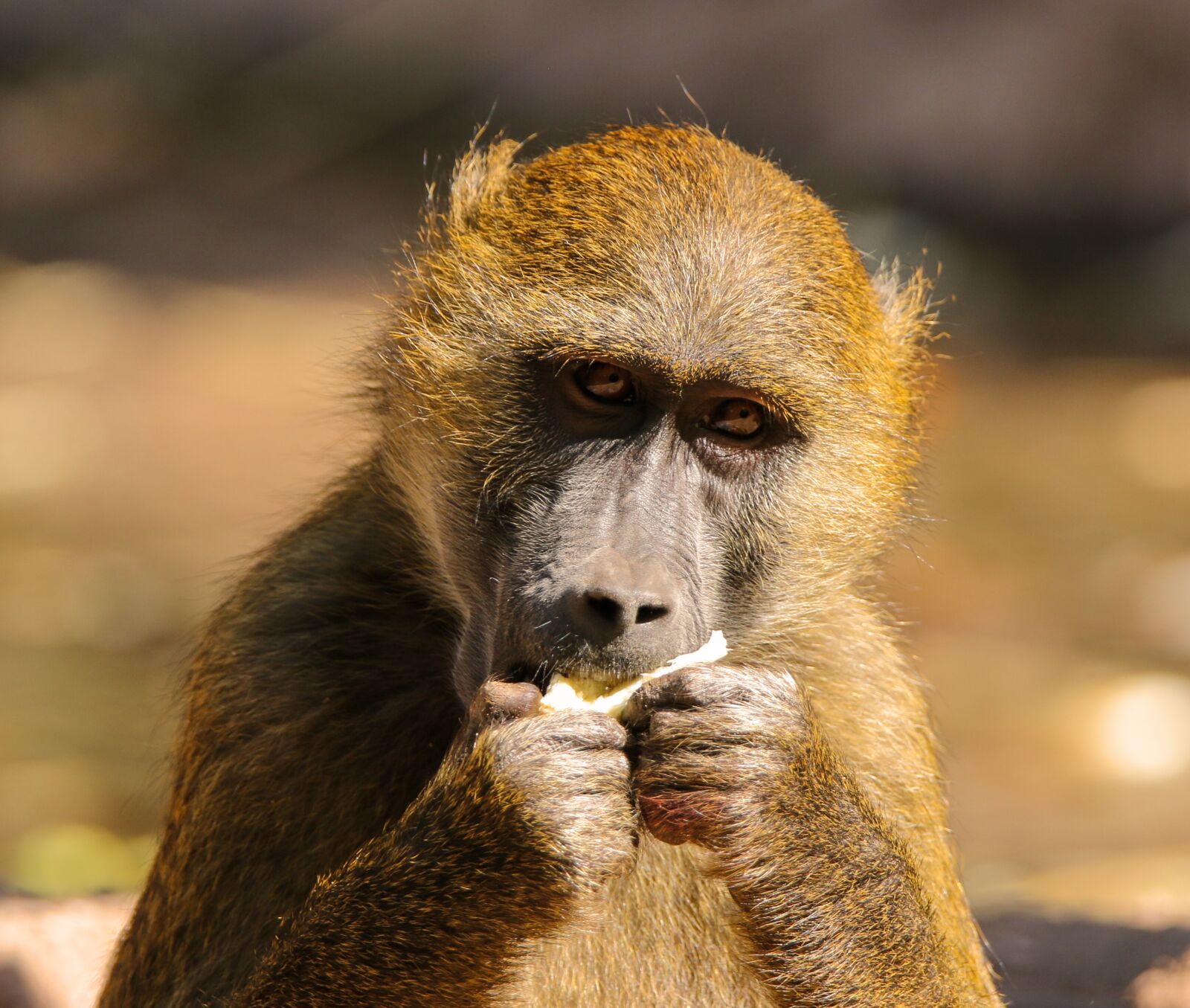 Canon EOS 70D + Tamron SP 150-600mm F5-6.3 Di VC USD sample photo. Animals, monkey, baboon photography