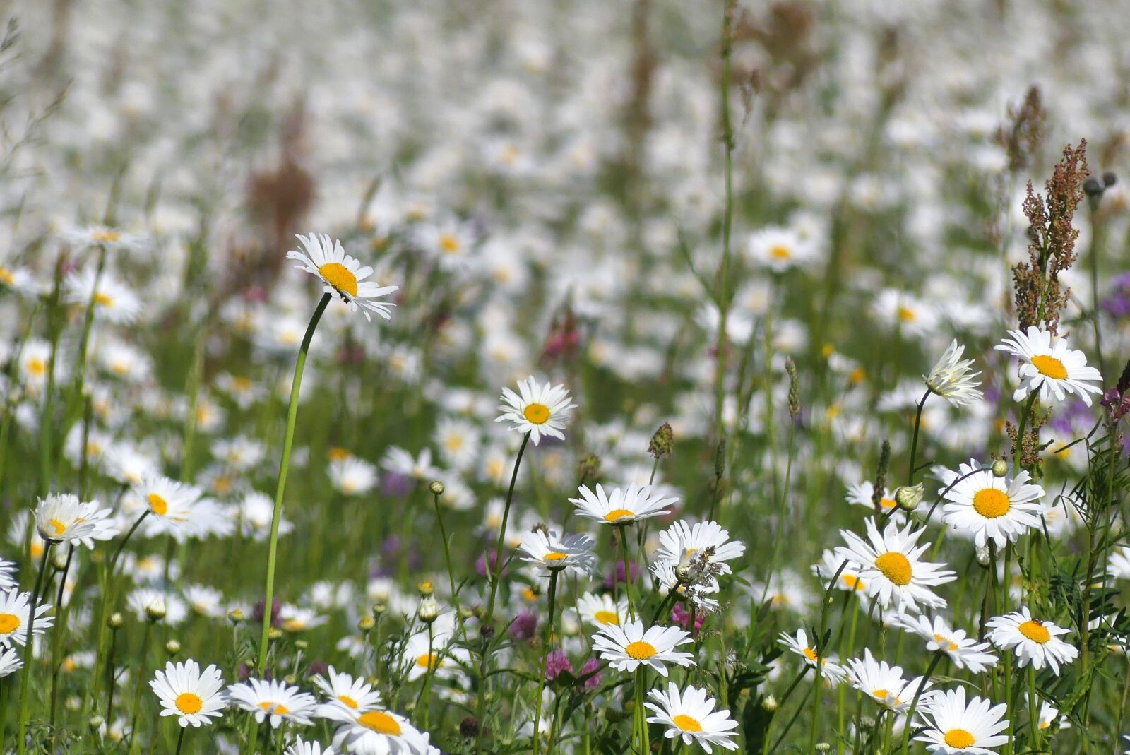 Panasonic Lumix DMC-FZ300 sample photo. Meadow, spring, flowers photography