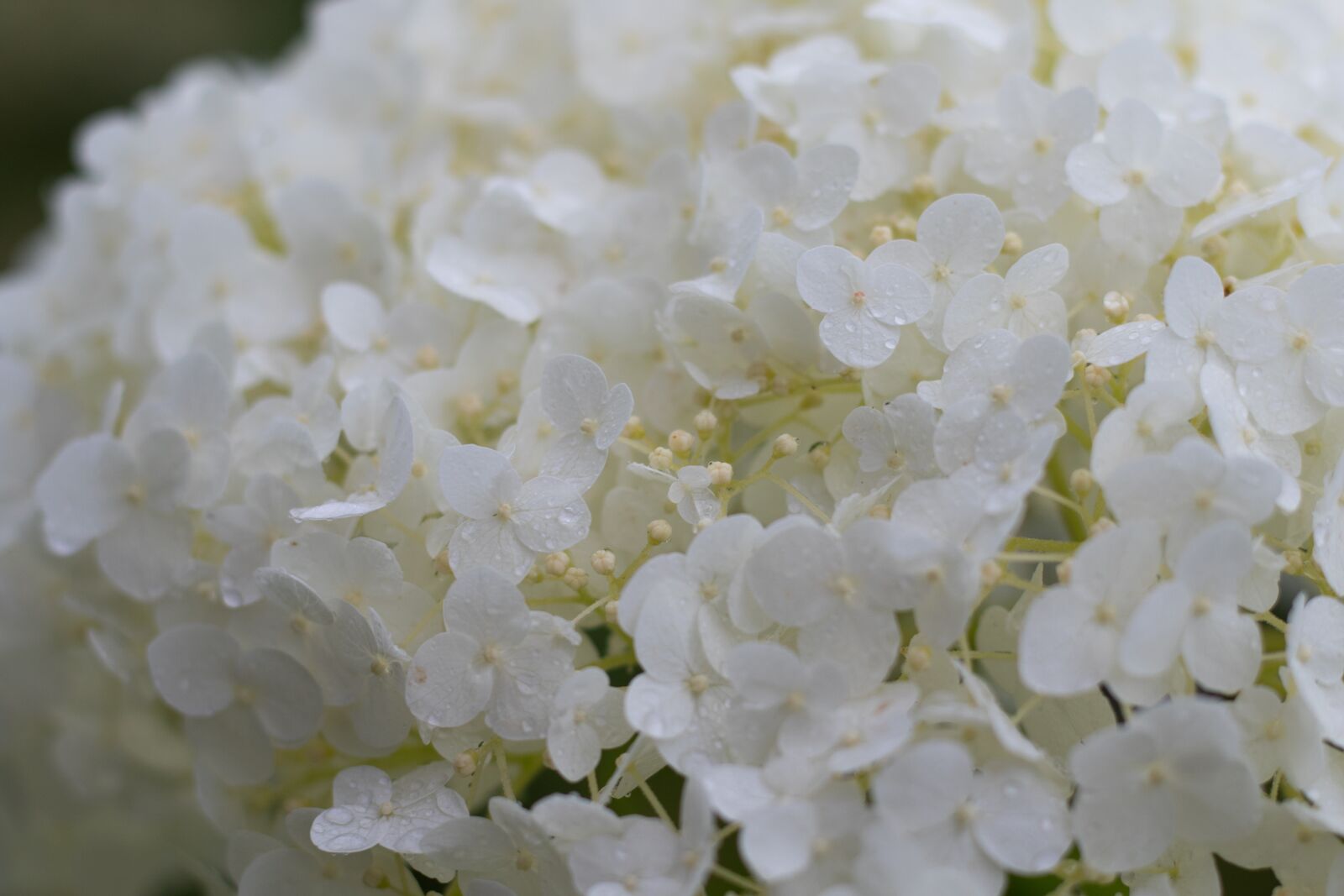 Canon EOS 7D Mark II + Canon EF 50mm F1.8 STM sample photo. Hydrangea annabelle, hydrangea, screen photography