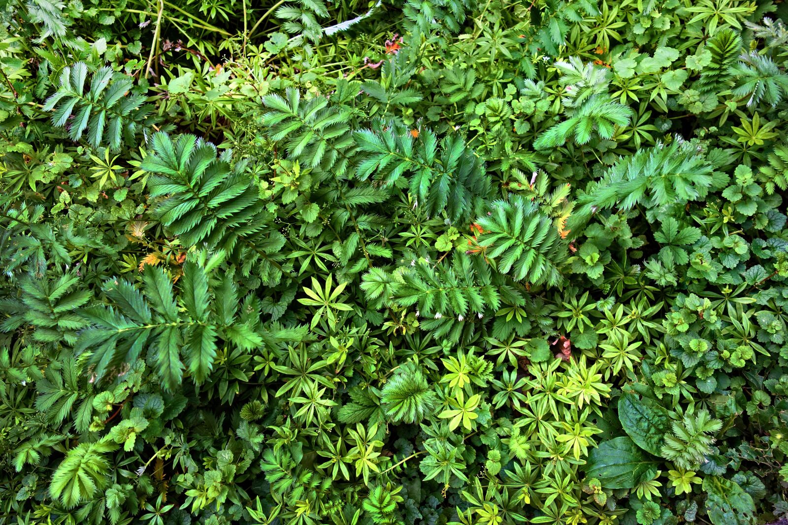 Sony Cyber-shot DSC-RX100 sample photo. Plants, vegetation, foliage photography