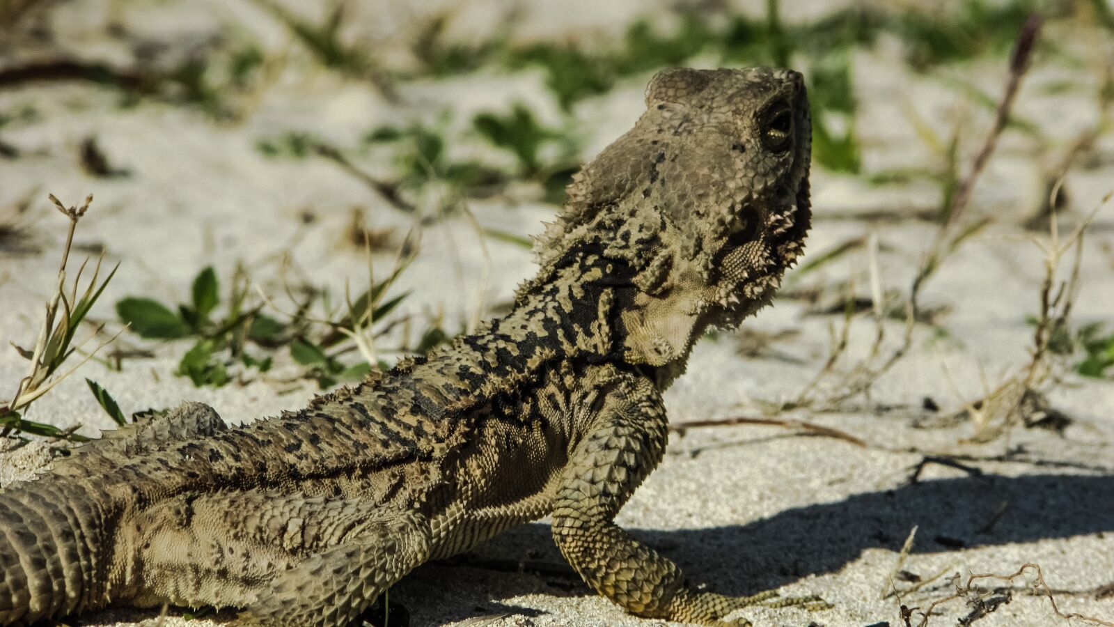 Canon PowerShot SX400 IS sample photo. Armor, lizard, kurkutas photography