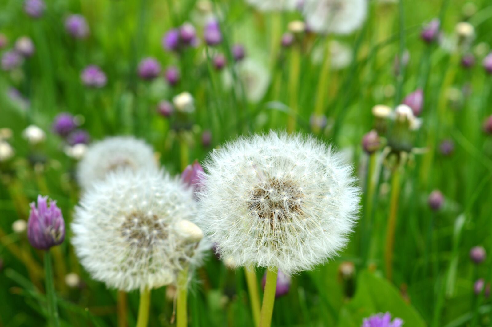 Nikon D3200 sample photo. Pre, flowers, fleurs des photography