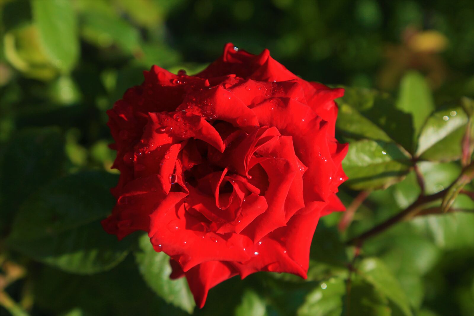 Canon EOS 5D Mark III sample photo. Rose, red, spring photography