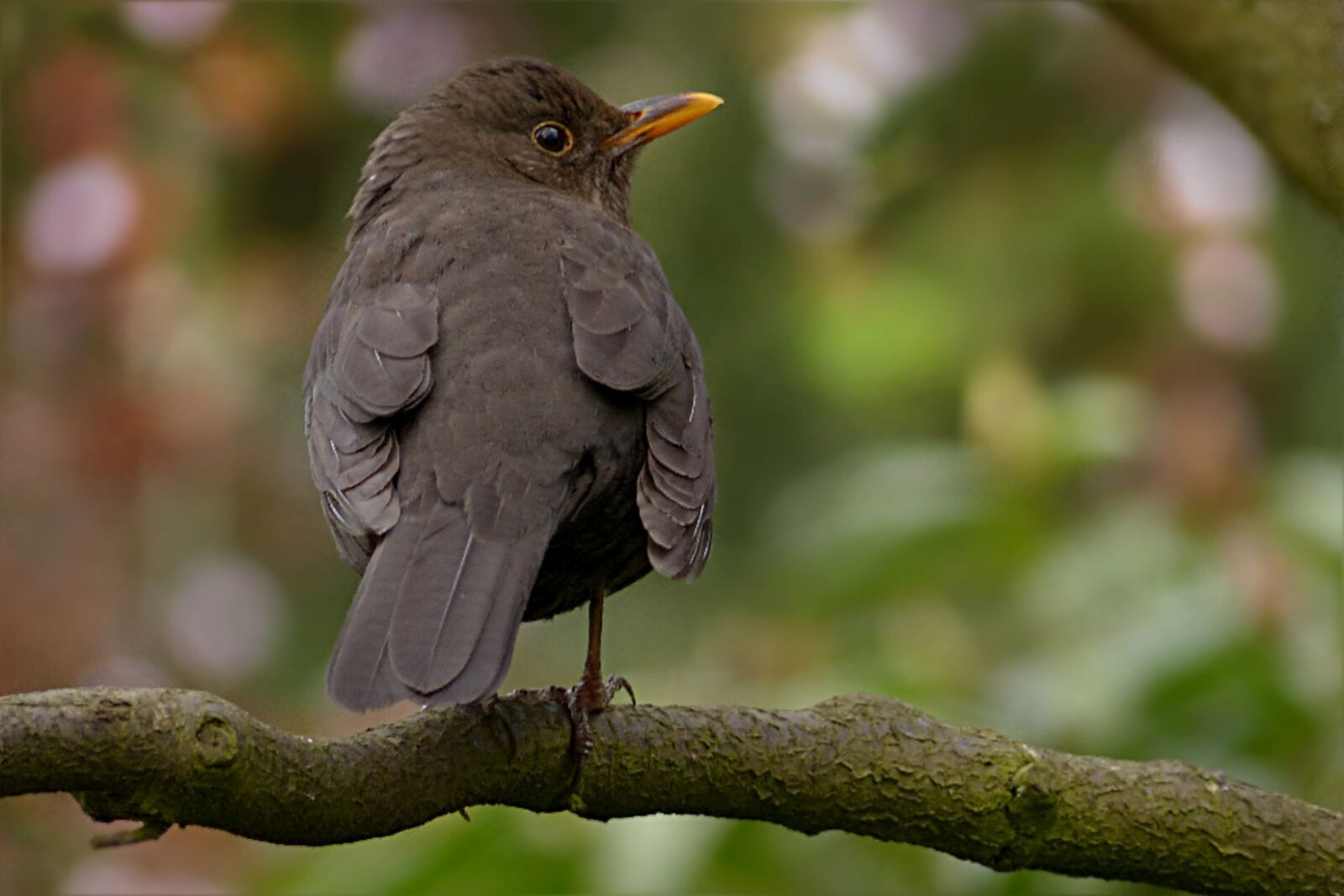 Panasonic Lumix DMC-FZ200 sample photo. Throttle, turdus philomelos, bird photography
