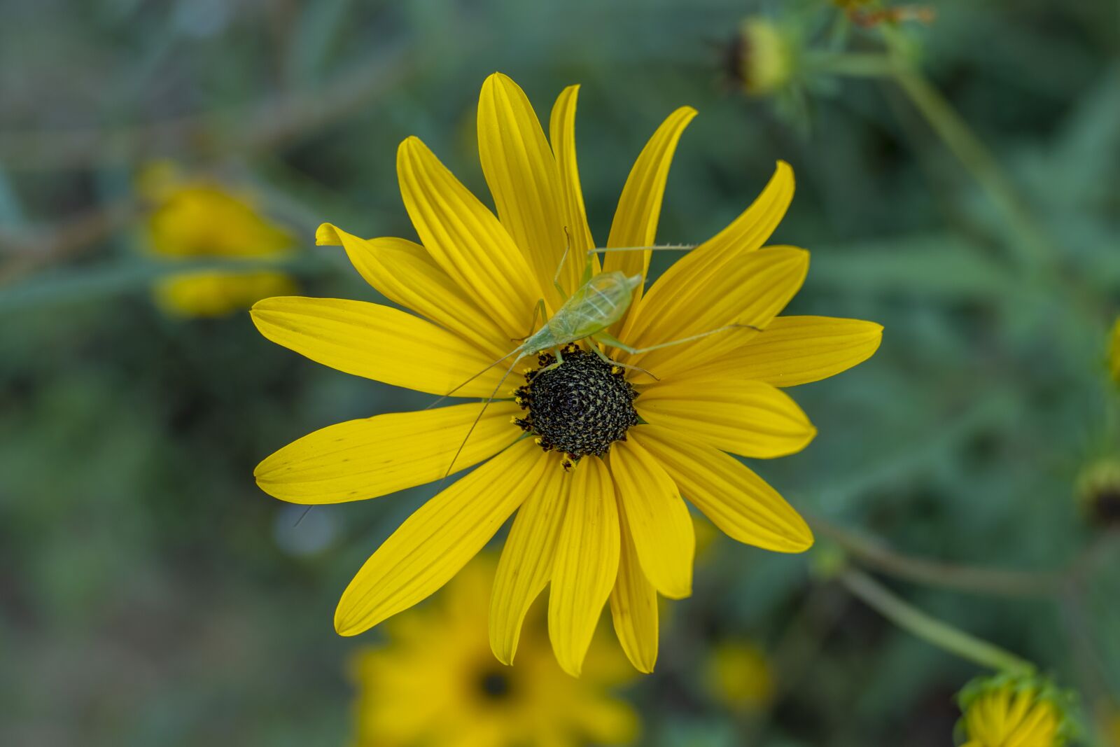 Panasonic Lumix DMC-FZ1000 sample photo. Flower, beetle, insect photography