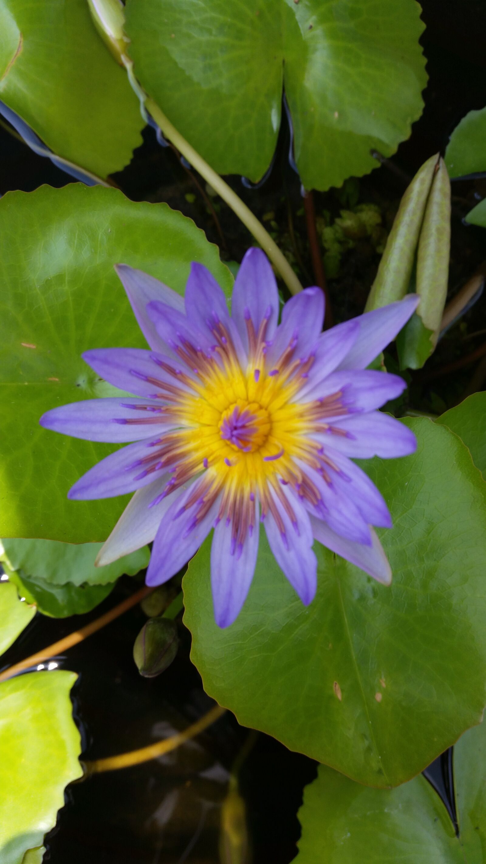 Samsung Galaxy S5 sample photo. Flower, lotus, nature photography