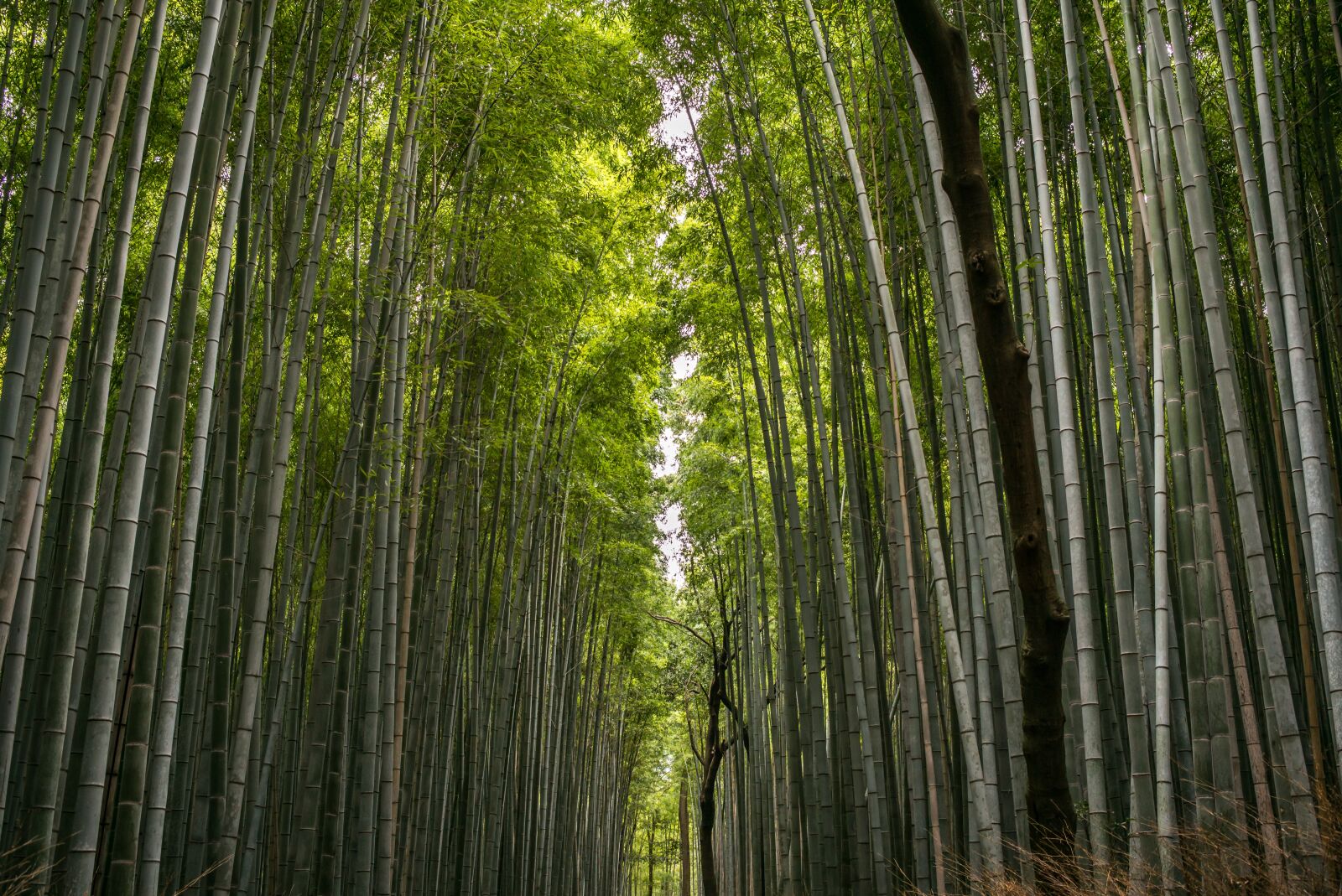 Leica M (Typ 240) + Leica Summilux-M 35mm F1.4 ASPH sample photo. Bamboo, forest, bamboo forest photography
