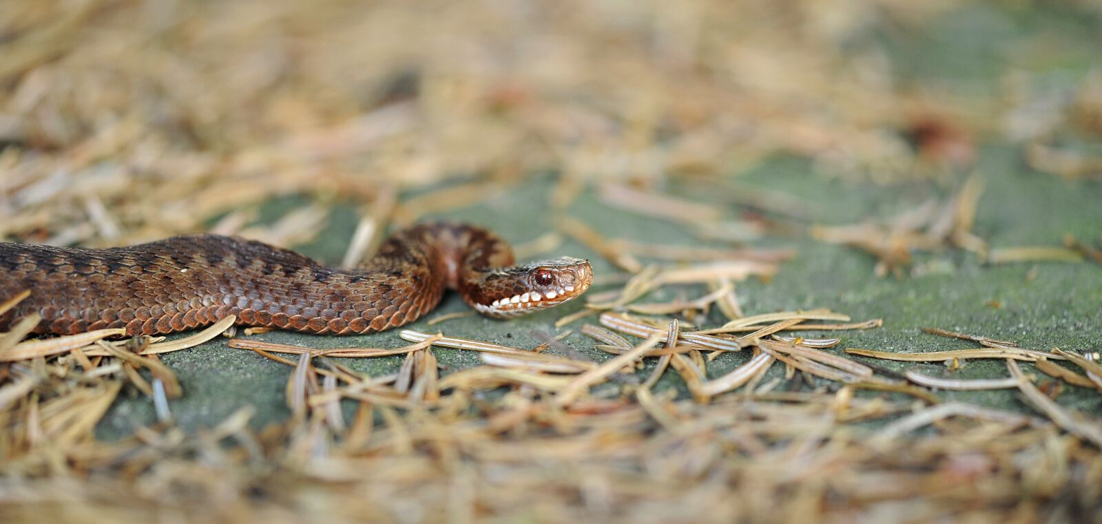 Nikon D3S sample photo. Adder, snake, reptile photography