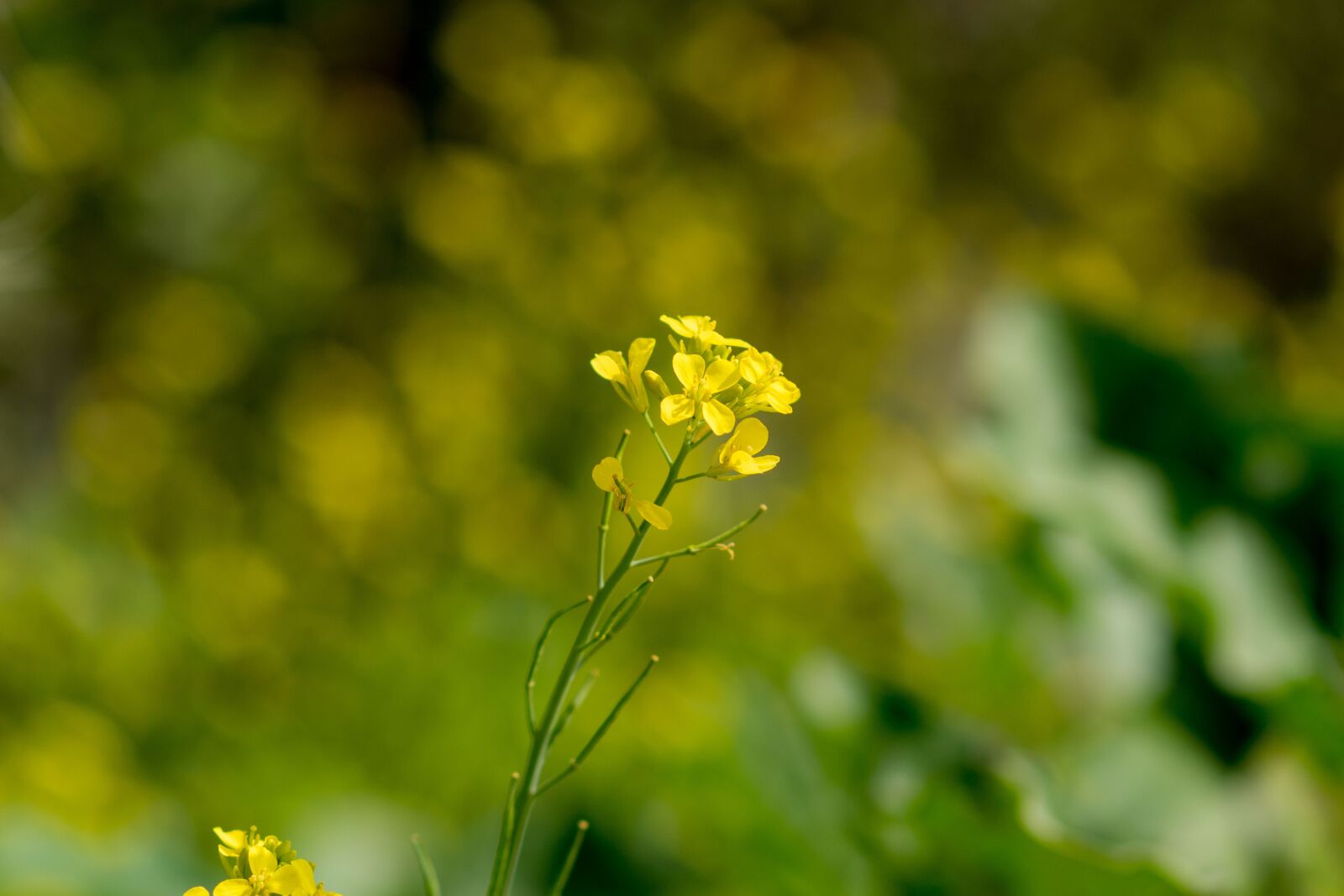 Nikon D5500 sample photo. Floral, mustard flower, dubai photography