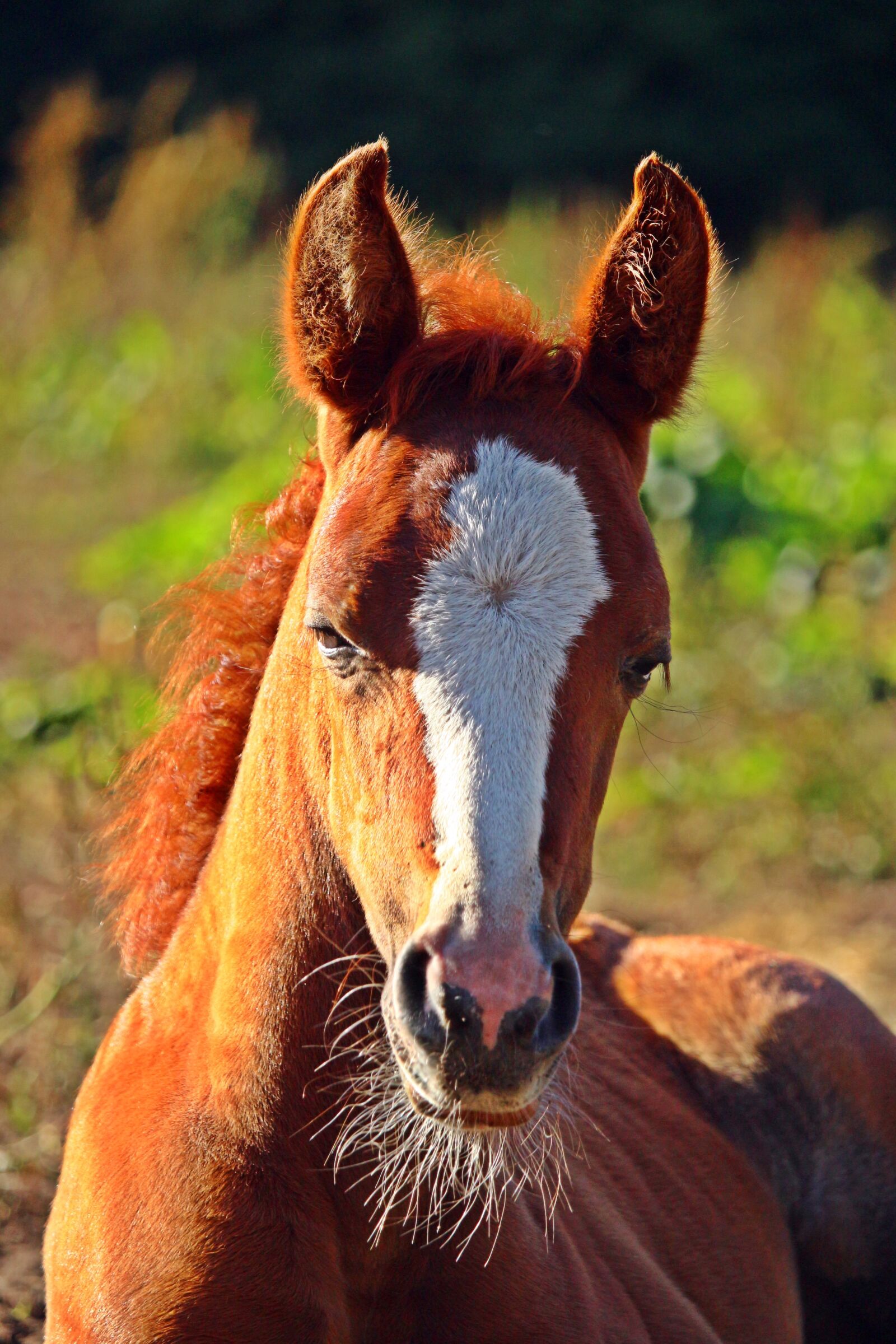 Canon EOS 100D (EOS Rebel SL1 / EOS Kiss X7) sample photo. Horse, foal, fuchs photography