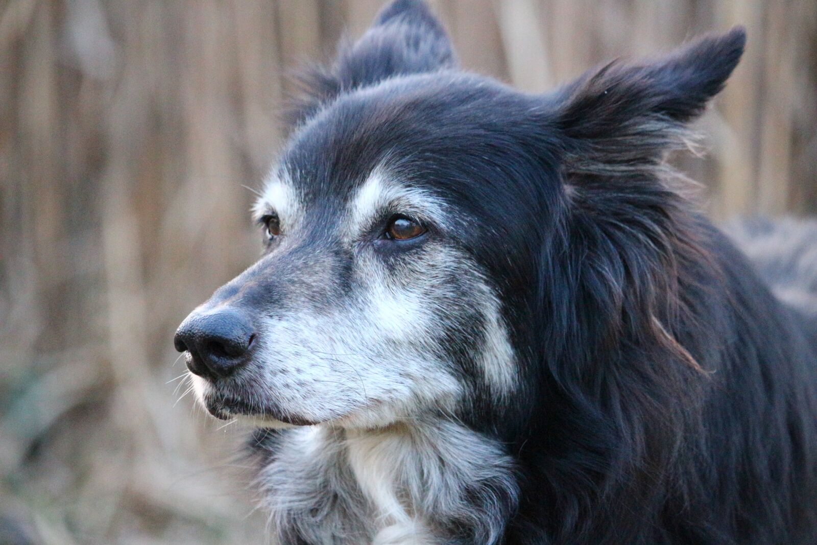 Canon EOS 100D (EOS Rebel SL1 / EOS Kiss X7) sample photo. Dog, border collie, herding photography