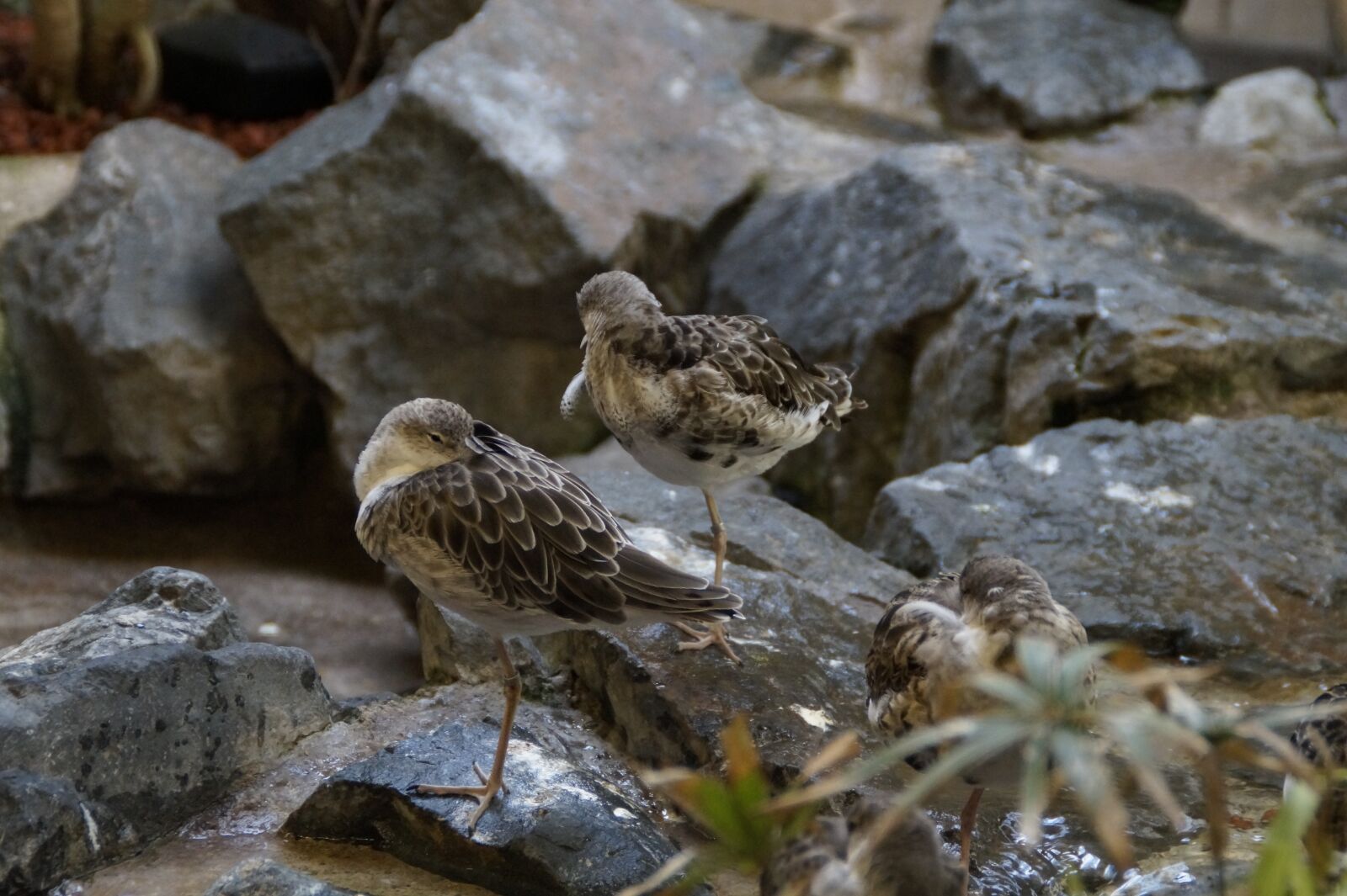 Sony SLT-A58 sample photo. Birds, waders, waterfowl photography