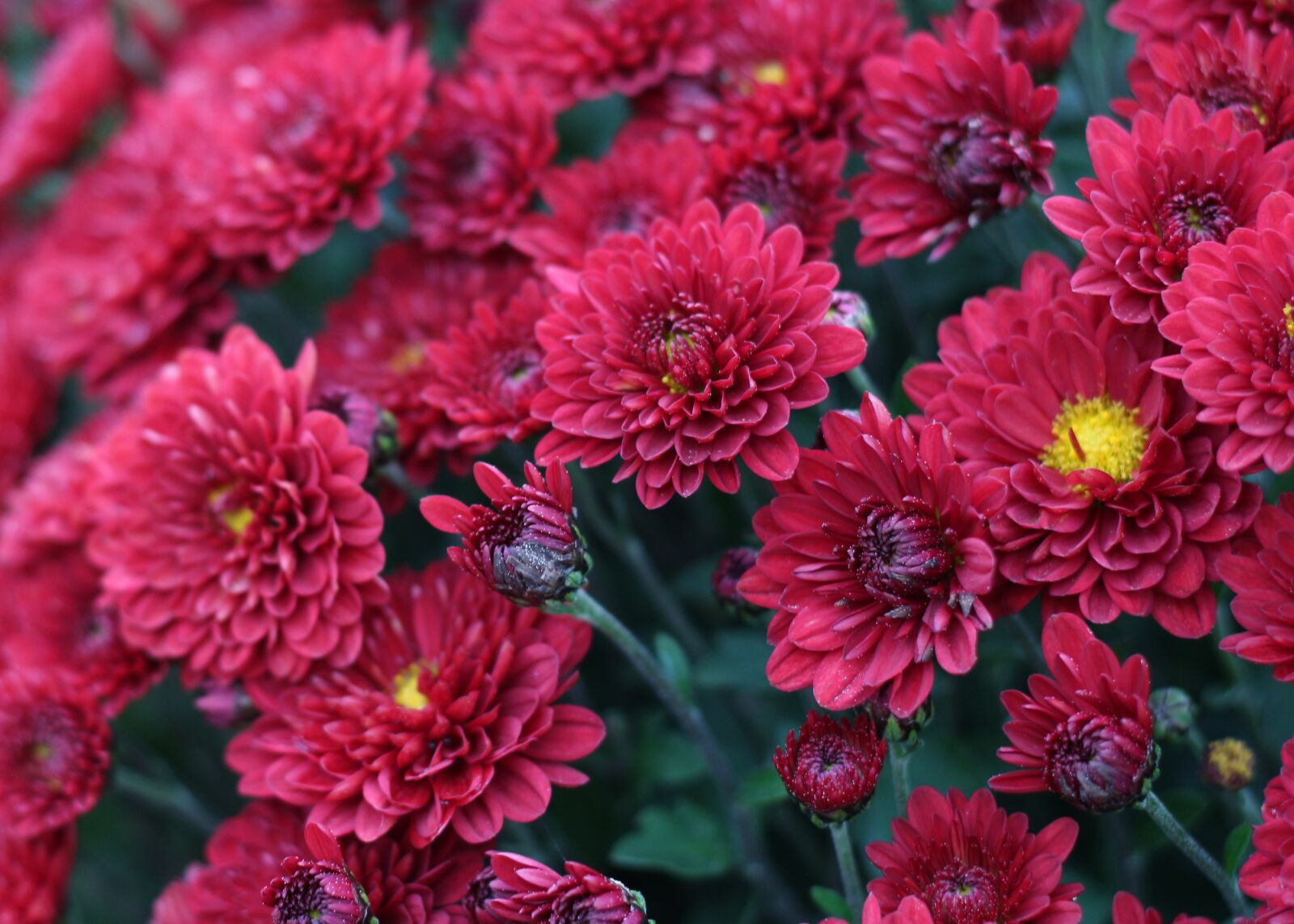 Canon EOS 700D (EOS Rebel T5i / EOS Kiss X7i) sample photo. Chrysanthemum, red flowers, red photography