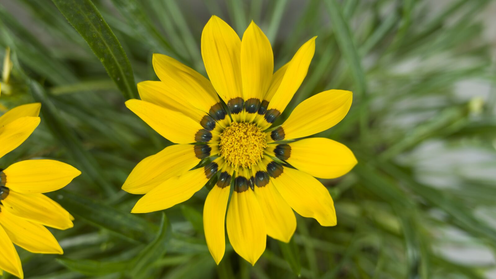 GR Lens sample photo. Flowers, yellow, natural photography