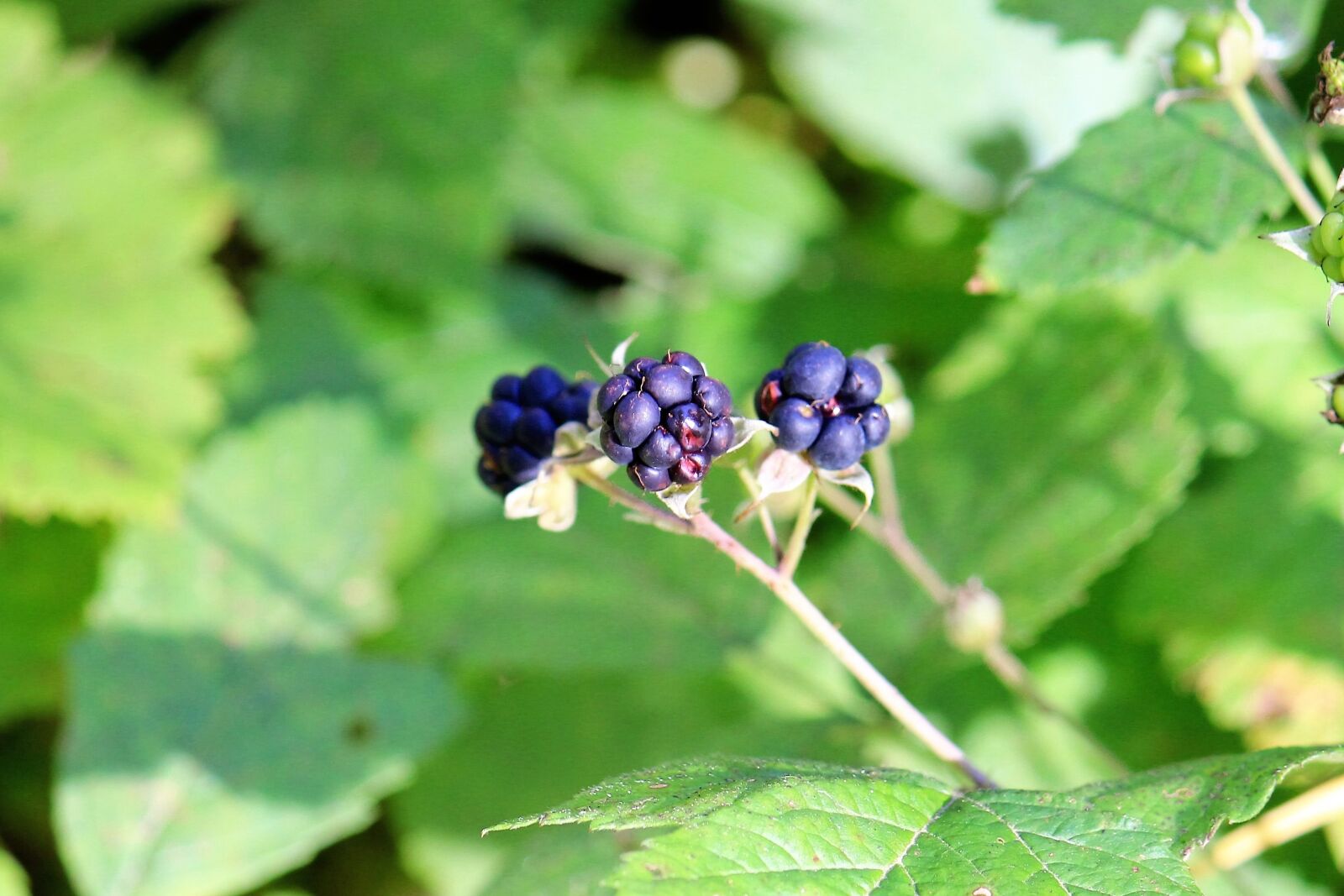 Canon EOS 550D (EOS Rebel T2i / EOS Kiss X4) sample photo. Blackberry, berry, nature photography