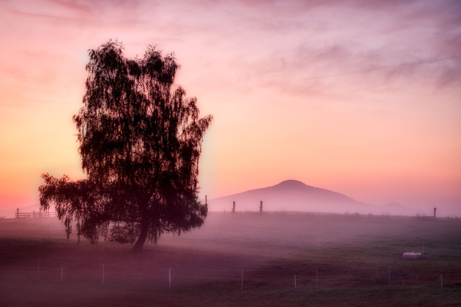Fujifilm X-H1 sample photo. Tree, sunrise, mist photography