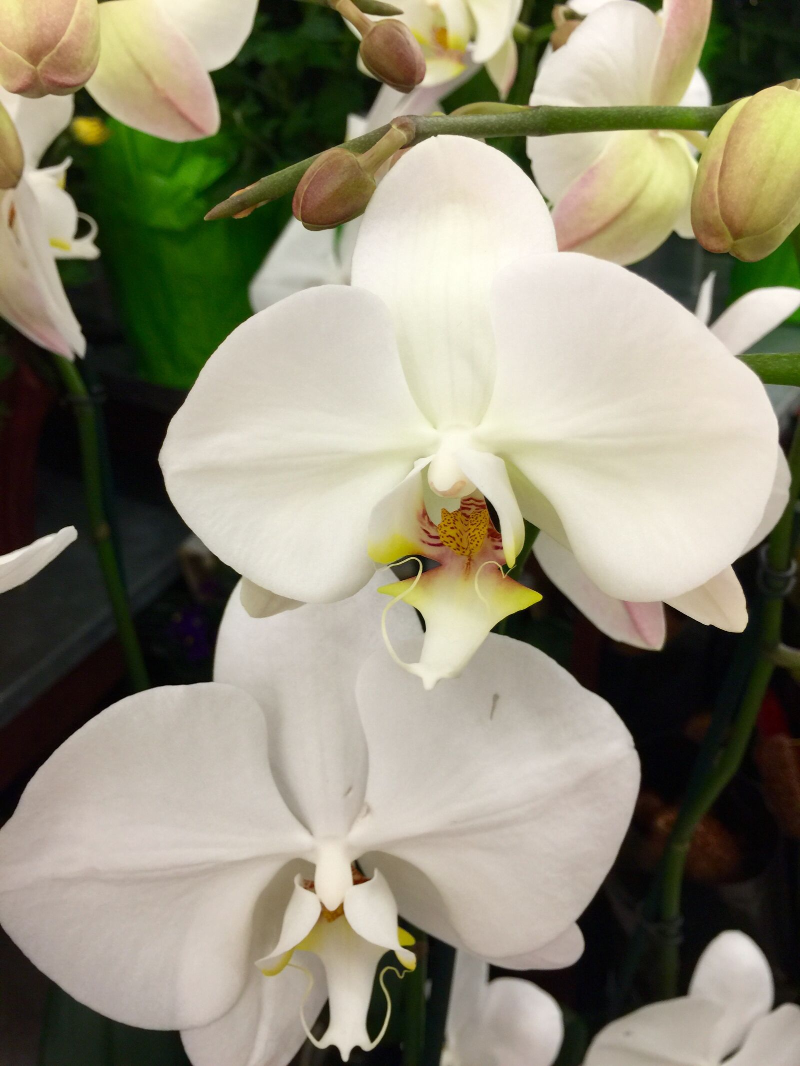 iPhone 6 Plus back camera 4.15mm f/2.2 sample photo. Bloom, blossom, close, flowers photography
