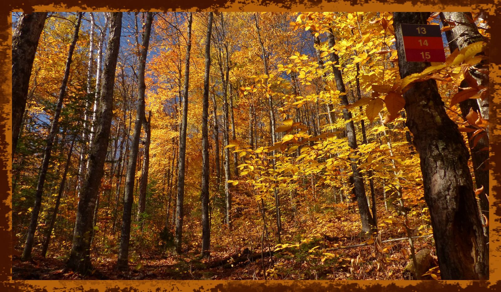 Panasonic Lumix DMC-FZ200 sample photo. Fall, golden color, forest photography