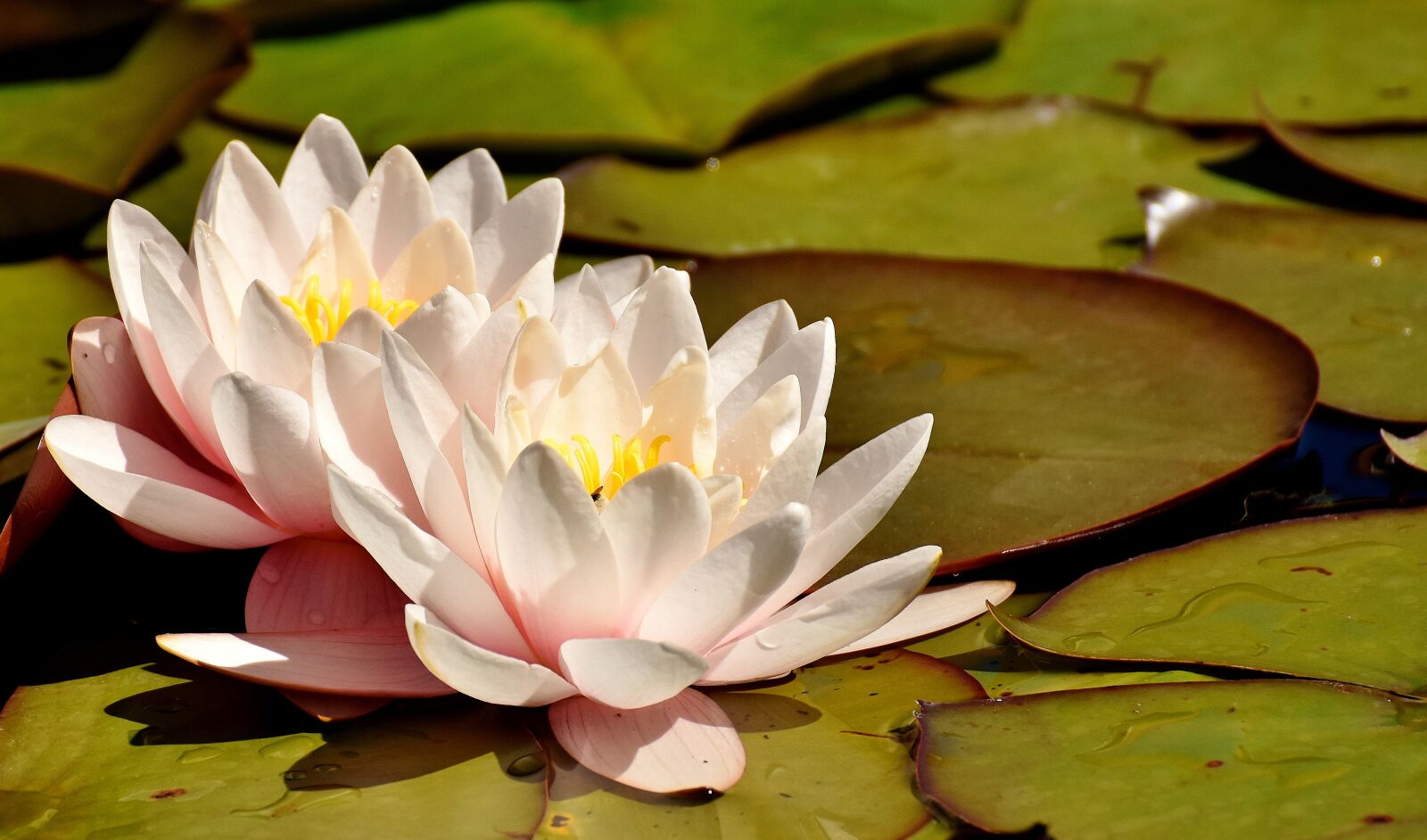 Nikon D7200 sample photo. Water lilies, pink, white photography