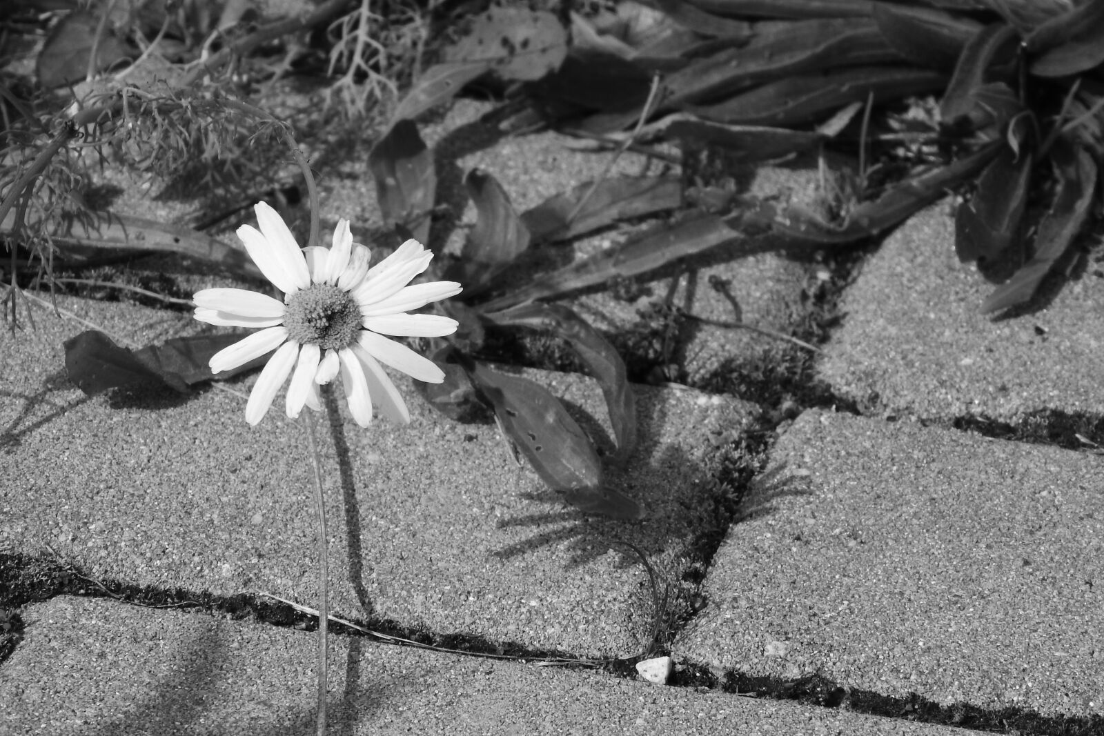 Nikon Coolpix P610 sample photo. Daisy, flower on a photography