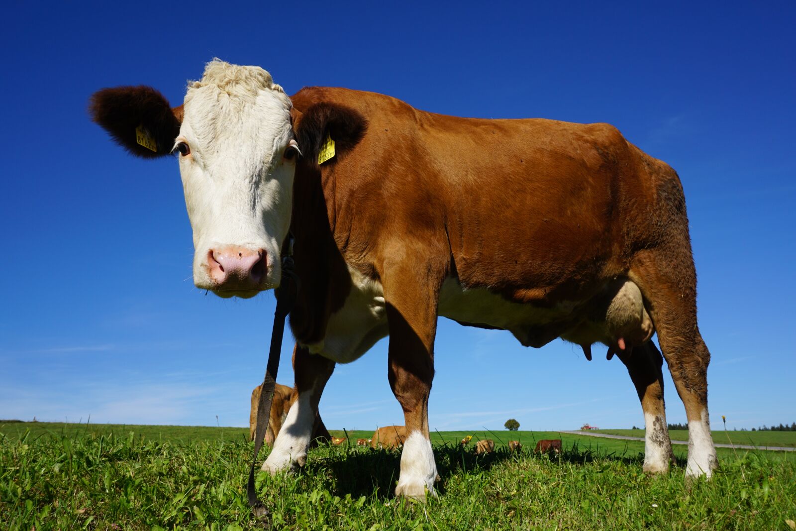 Sony a6000 sample photo. Cow, animal, cattle photography