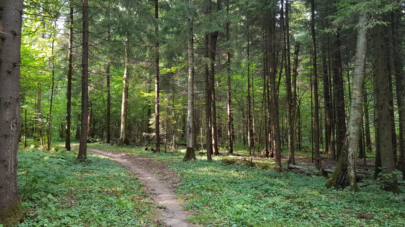 Samsung Galaxy S8 sample photo. Nature, green, trees photography