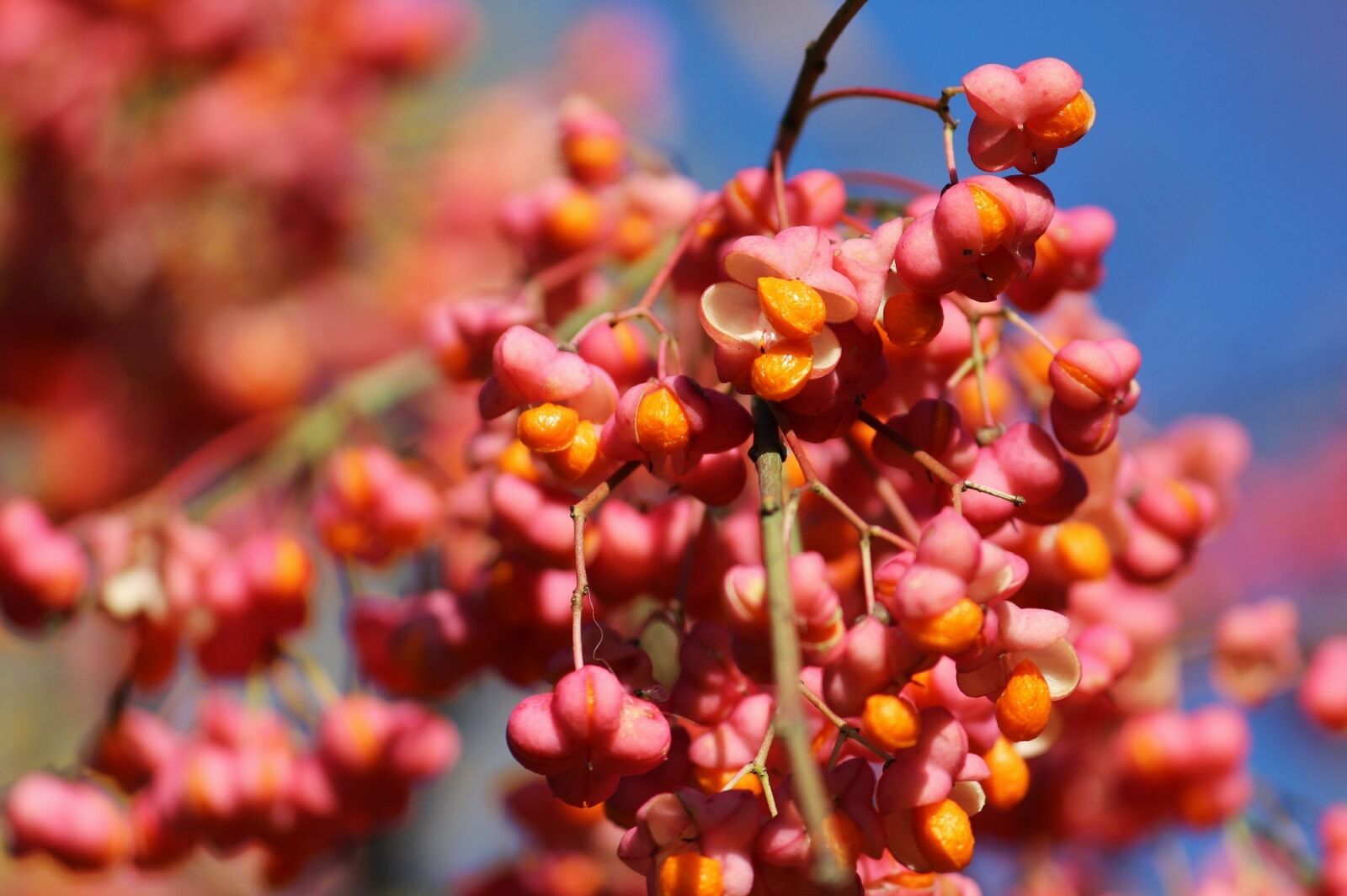 Canon EF-S 55-250mm F4-5.6 IS II sample photo. Spindle, light, autumn photography
