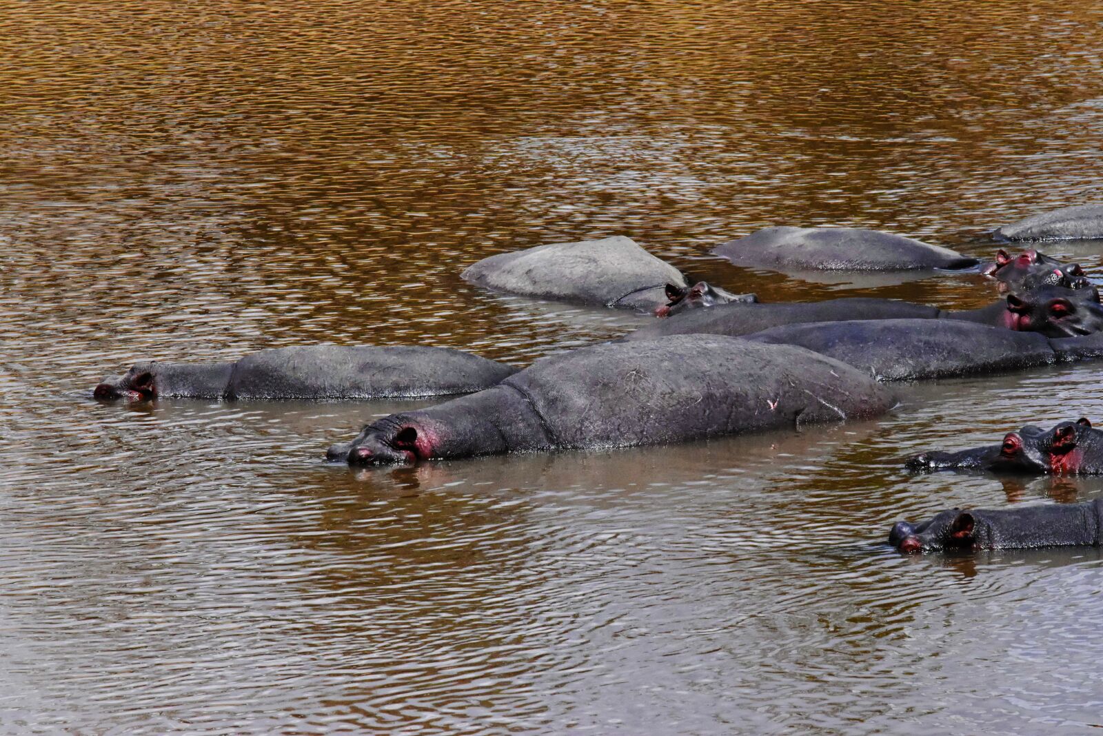 Nikon D5500 sample photo. Wildlife, tanzania, africa photography