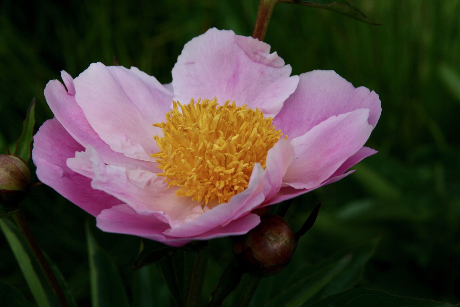 Canon EOS 400D (EOS Digital Rebel XTi / EOS Kiss Digital X) sample photo. Peony, blossom, bloom photography
