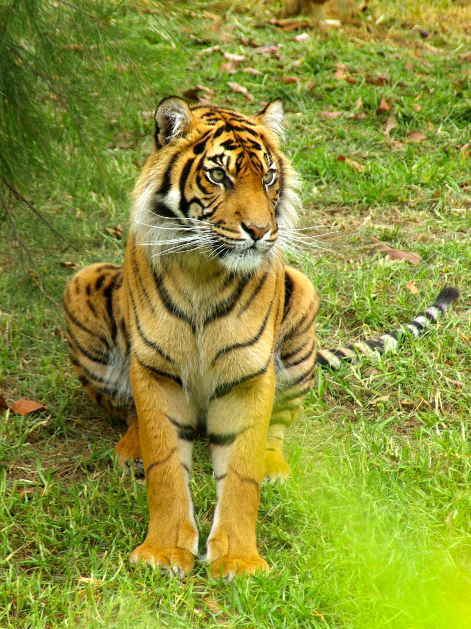 Pentax K10D sample photo. Tiger, sitting, stripes photography