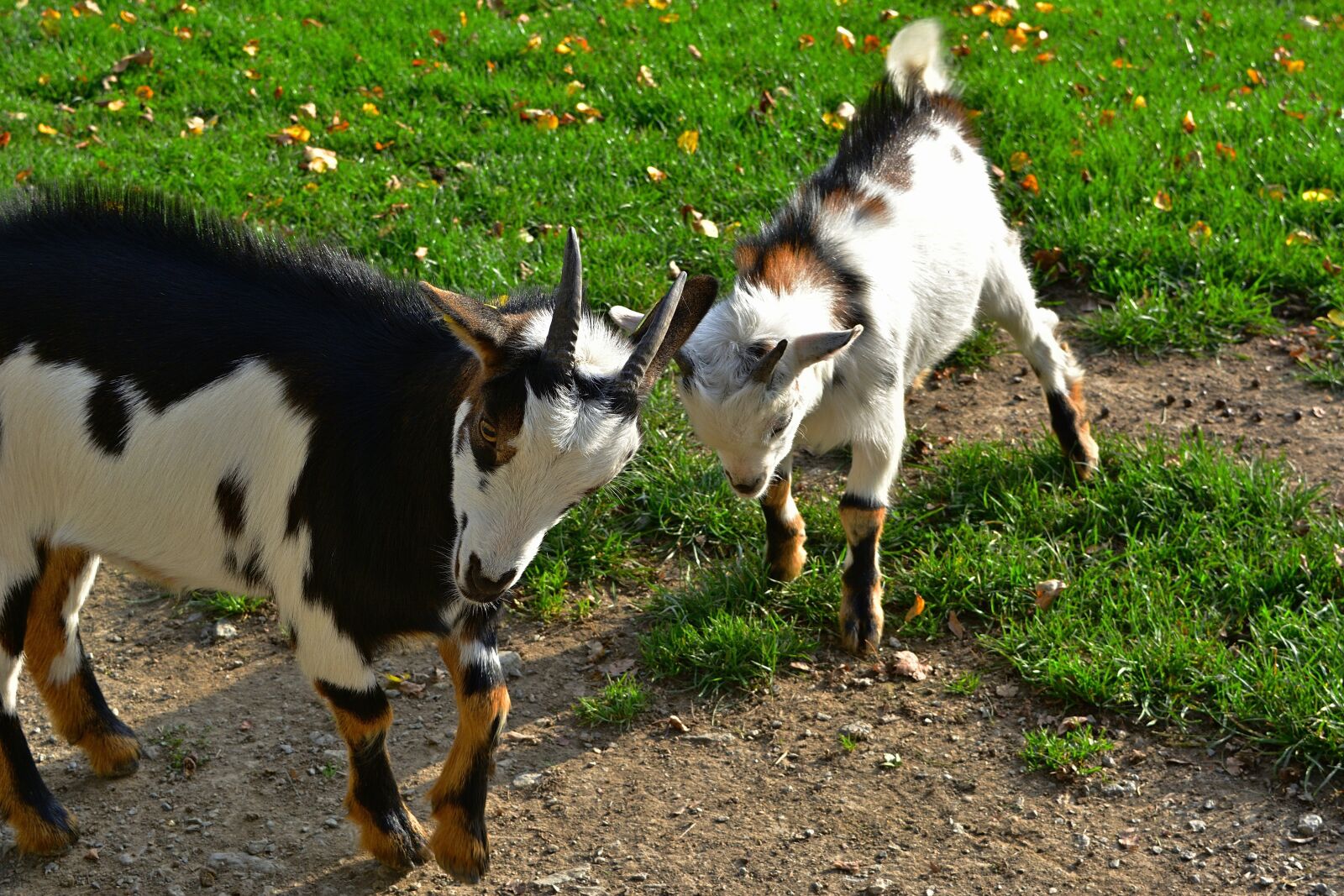 Nikon D5200 sample photo. Animal world, goats, young photography