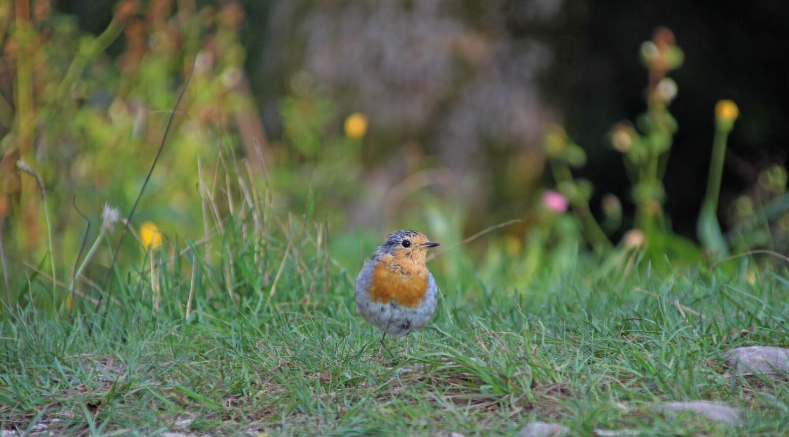 Canon EOS 600D (Rebel EOS T3i / EOS Kiss X5) sample photo. Robin, meadow, erithacus rubecula photography