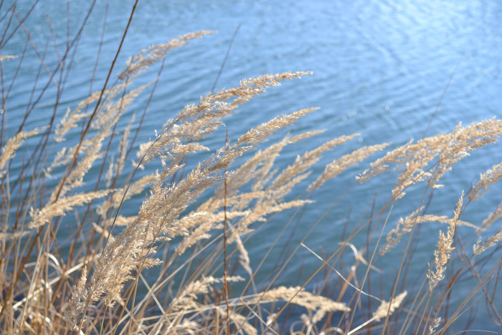 Nikon D3100 sample photo. Autumn, cold, grass, lake photography