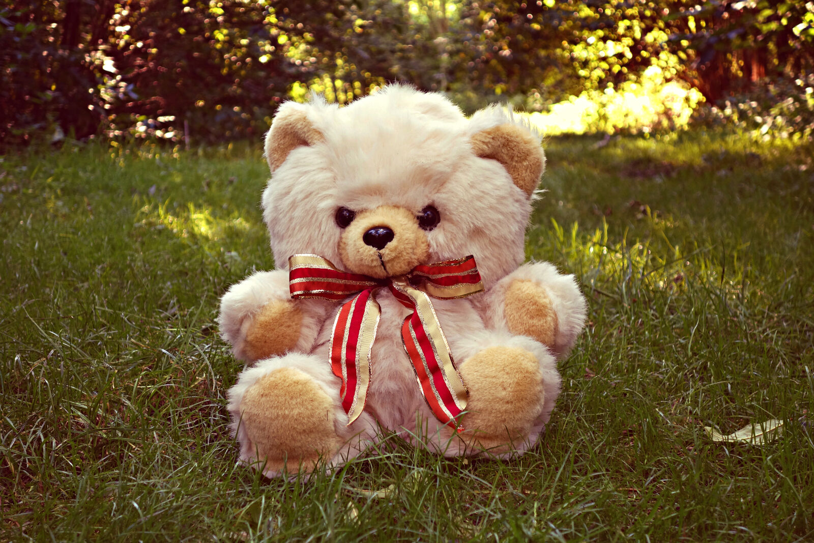 Sony Cyber-shot DSC-RX100 sample photo. Adorable, bear, comfort, cuddly photography