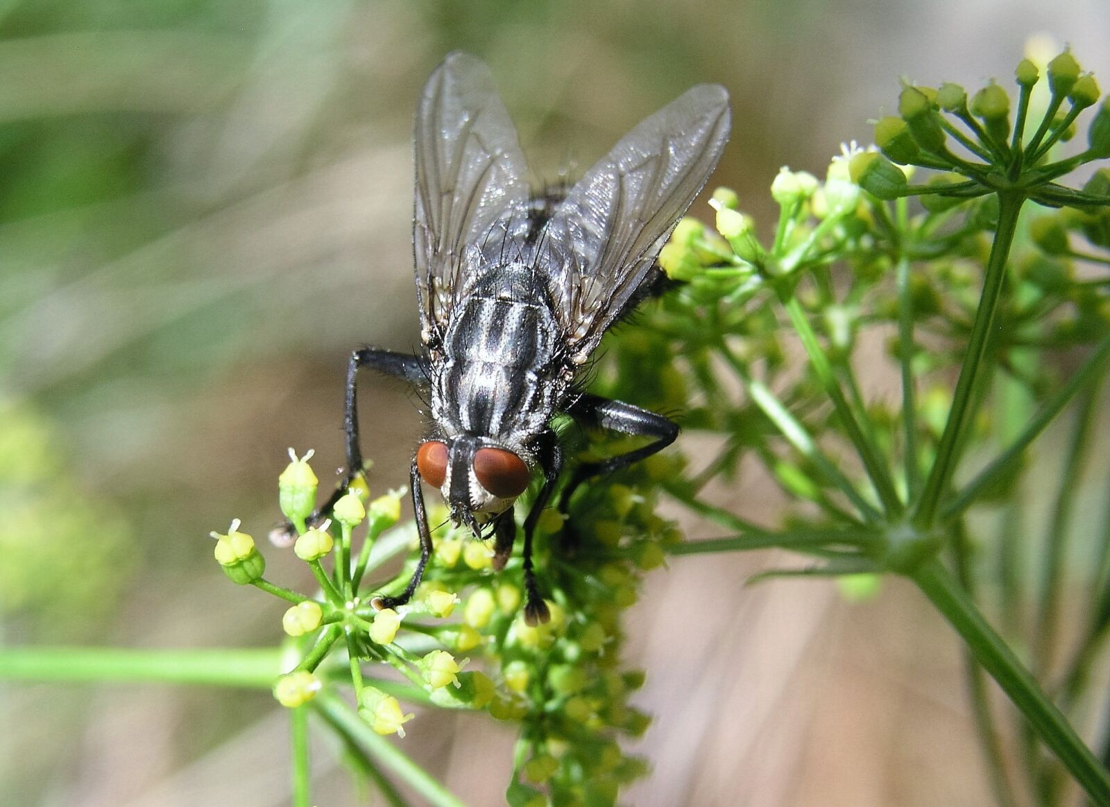 Olympus C5050Z sample photo. Fly, insect, nature photography