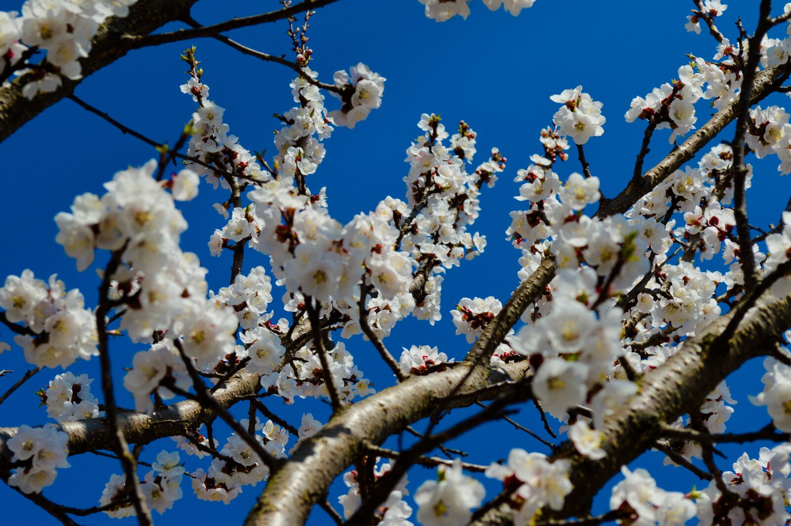Nikon D3200 sample photo. Tree, cherry, season photography