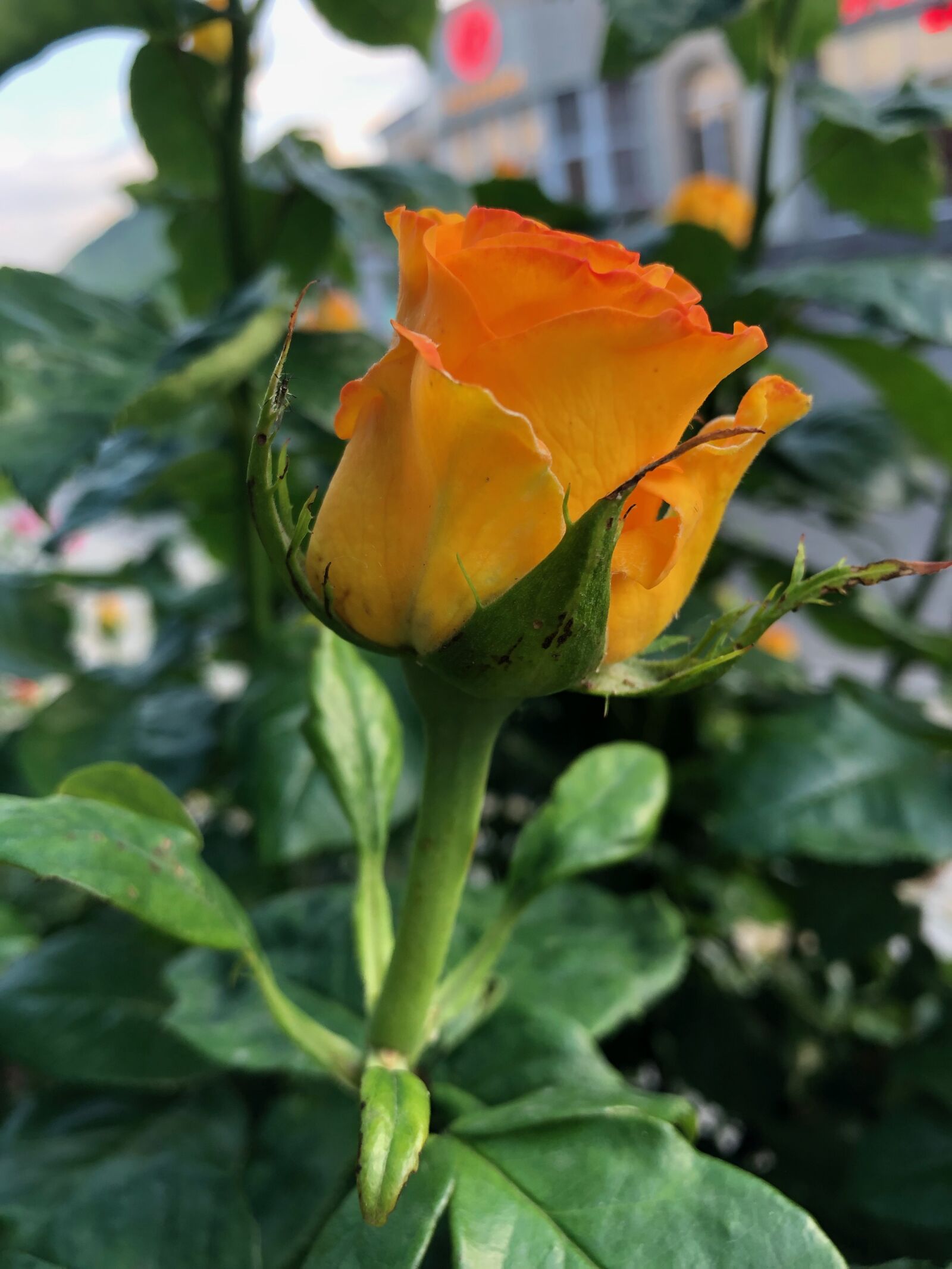 iPhone X back dual camera 4mm f/1.8 sample photo. Rose, yellow, bloom photography