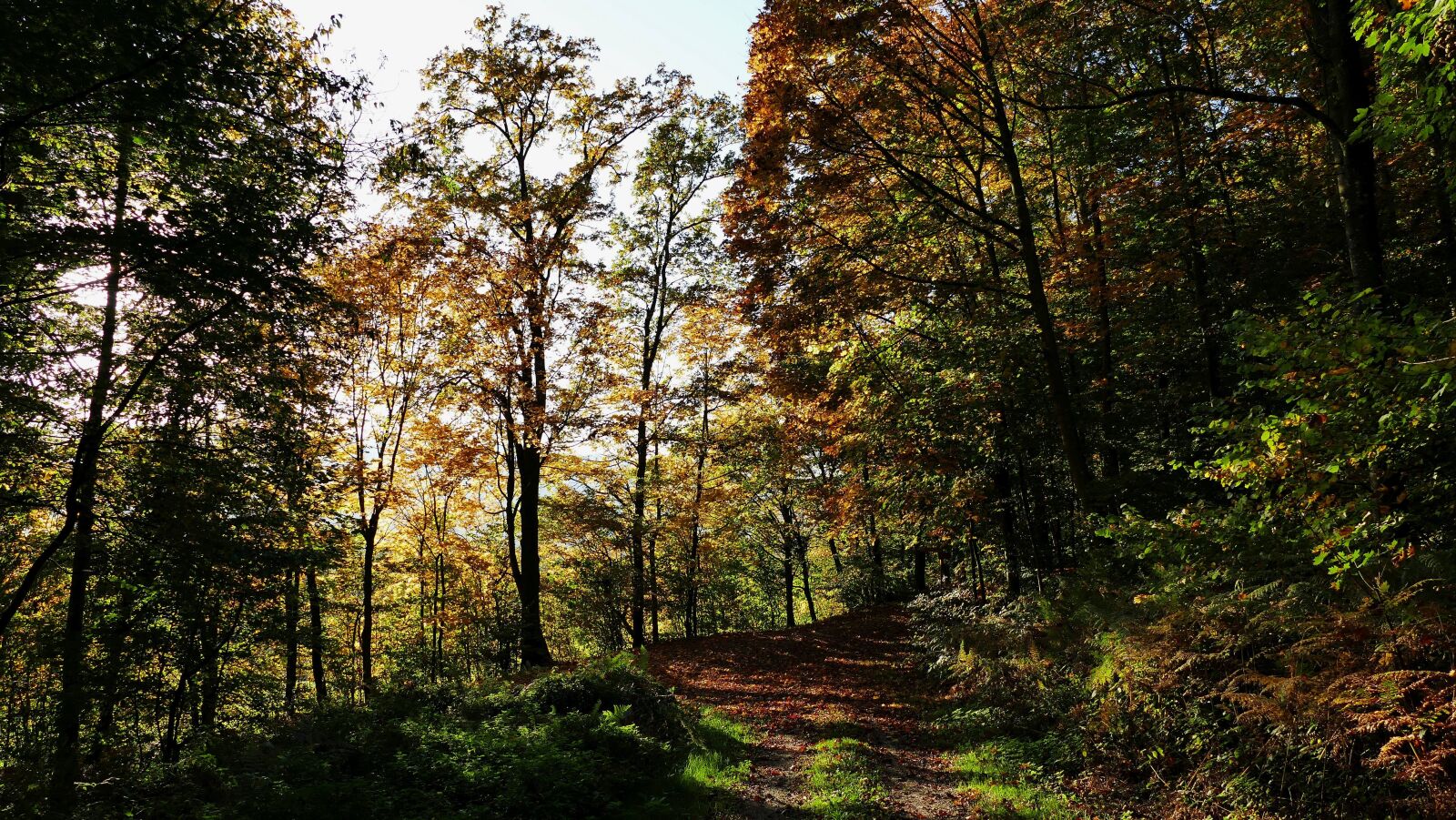 Panasonic Lumix DMC-FZ1000 sample photo. Nature, forest, sun photography