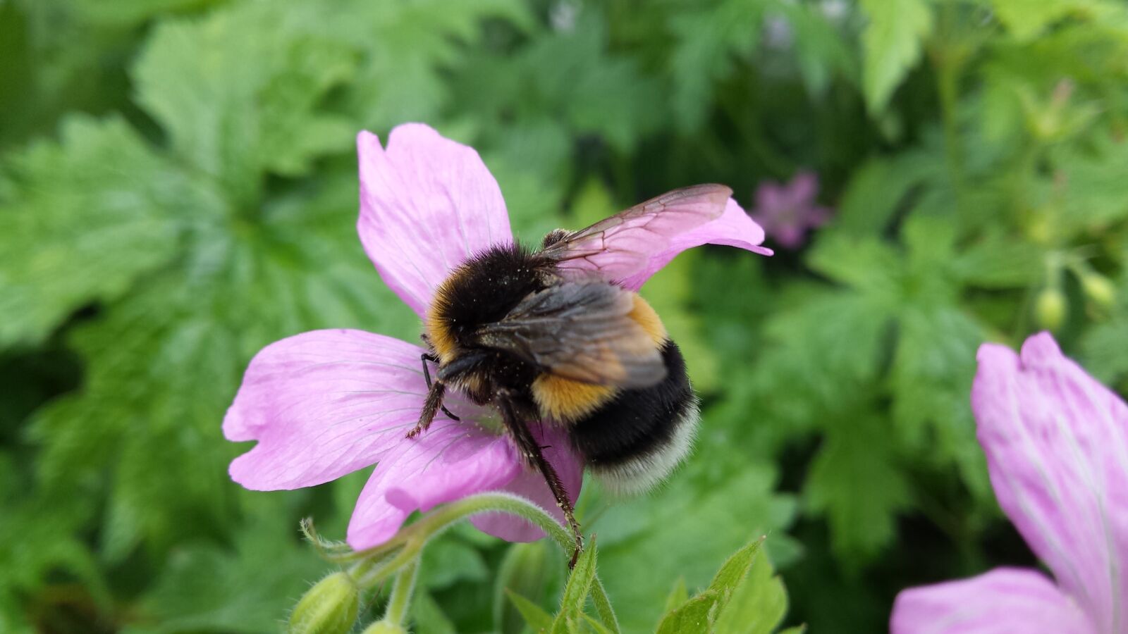 Samsung Galaxy S4 sample photo. Bumblebee, pelagonia, geranium photography