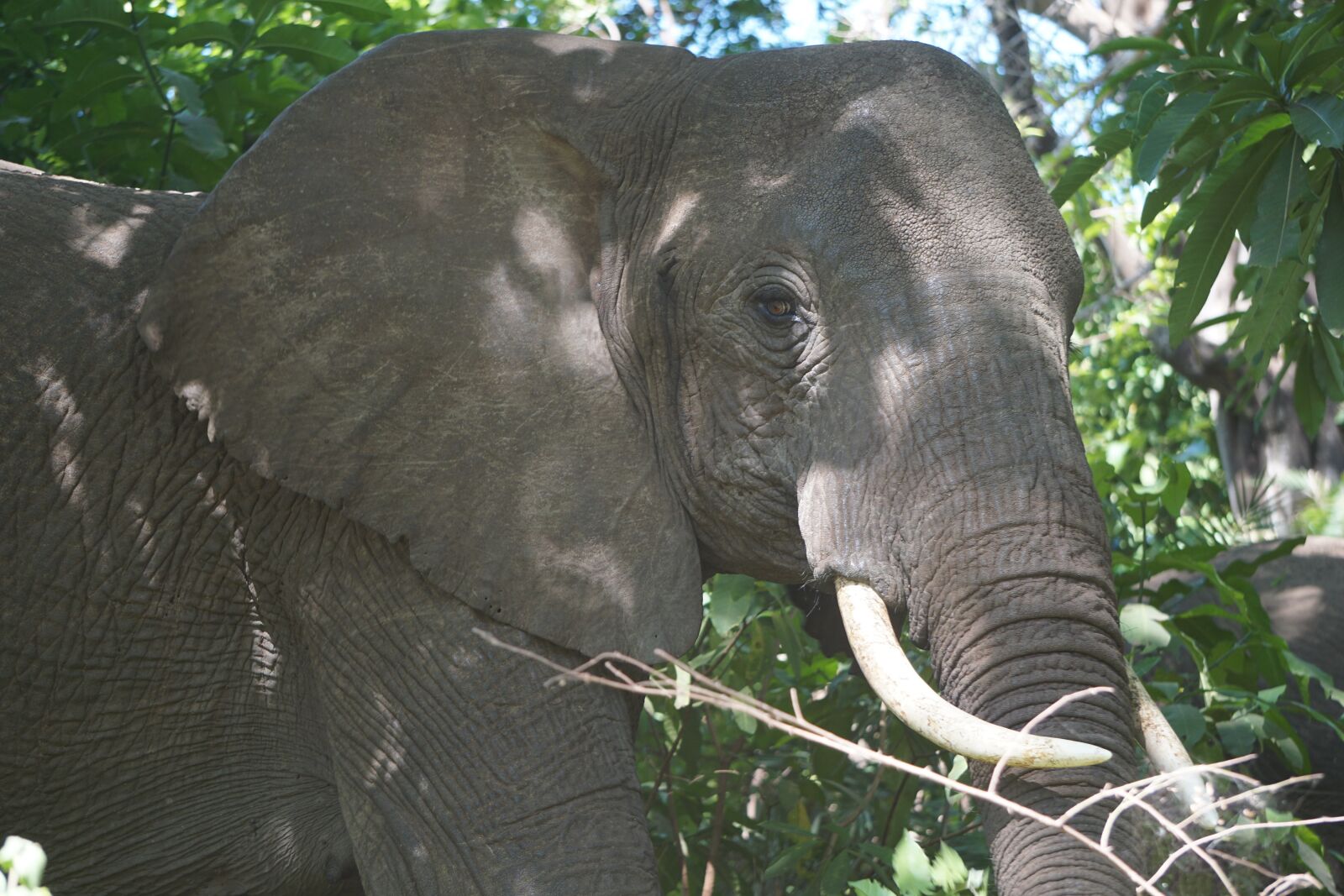 Sony E 55-210mm F4.5-6.3 OSS sample photo. Elephant, africa, tanzania photography
