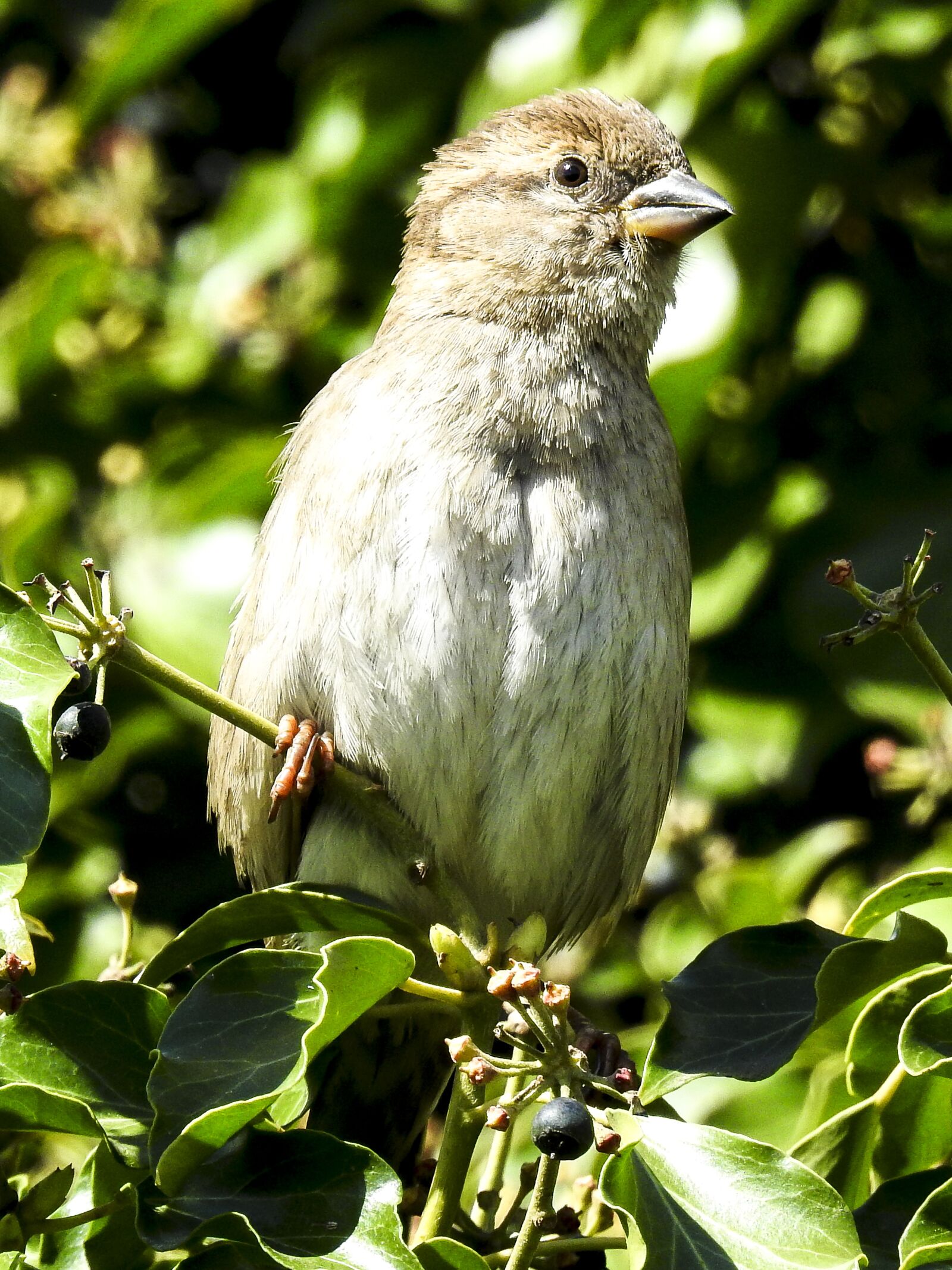 Nikon Coolpix P900 sample photo. Sparrow, sperling, house sparrow photography