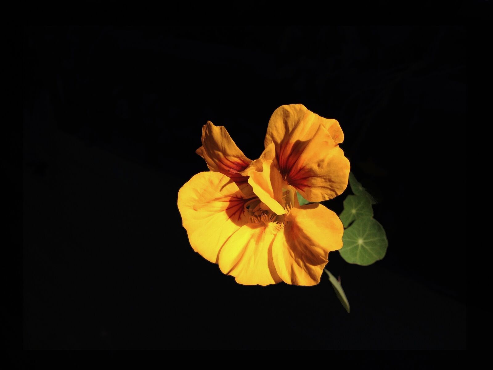 Apple iPhone 4S sample photo. Nasturtium, flower, bloom photography