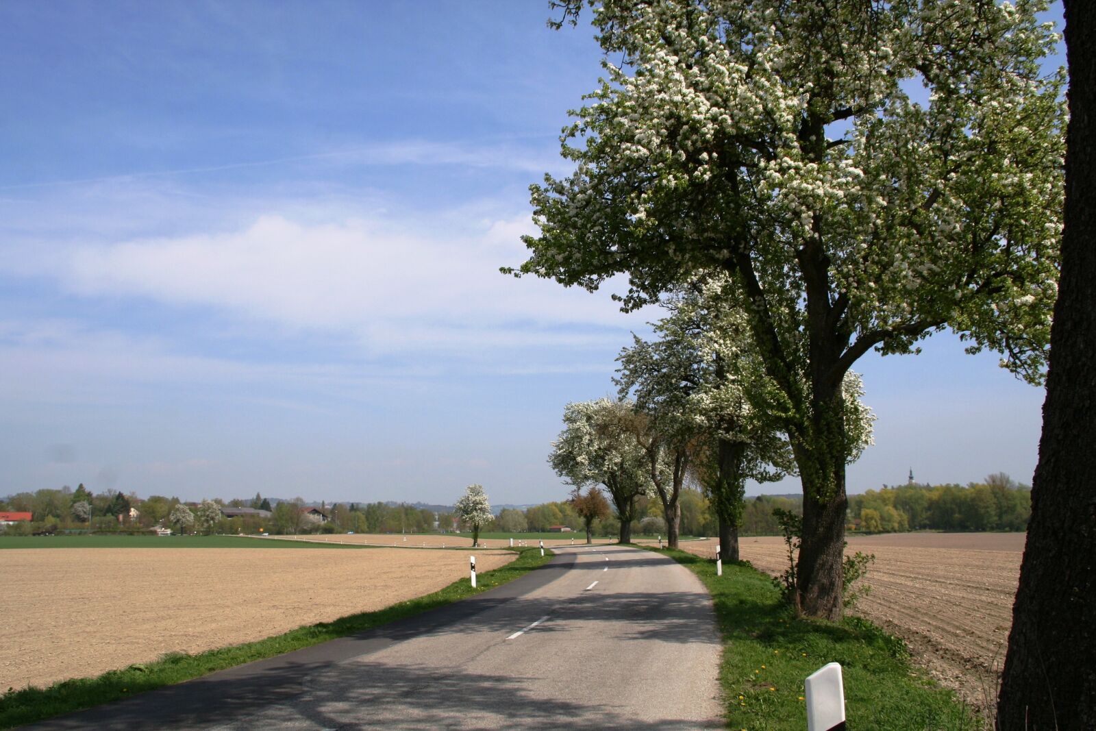 Canon EOS 350D (EOS Digital Rebel XT / EOS Kiss Digital N) sample photo. Road, trees, scenic photography