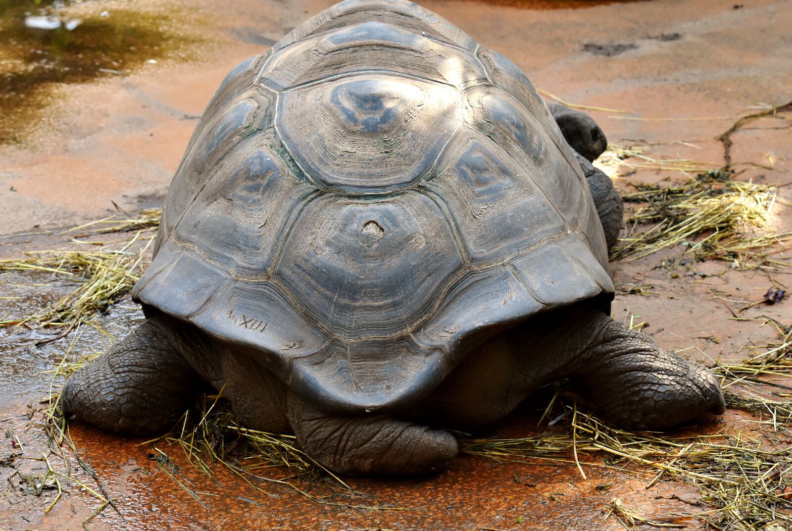 Nikon D7200 sample photo. Giant tortoises, animals, panzer photography